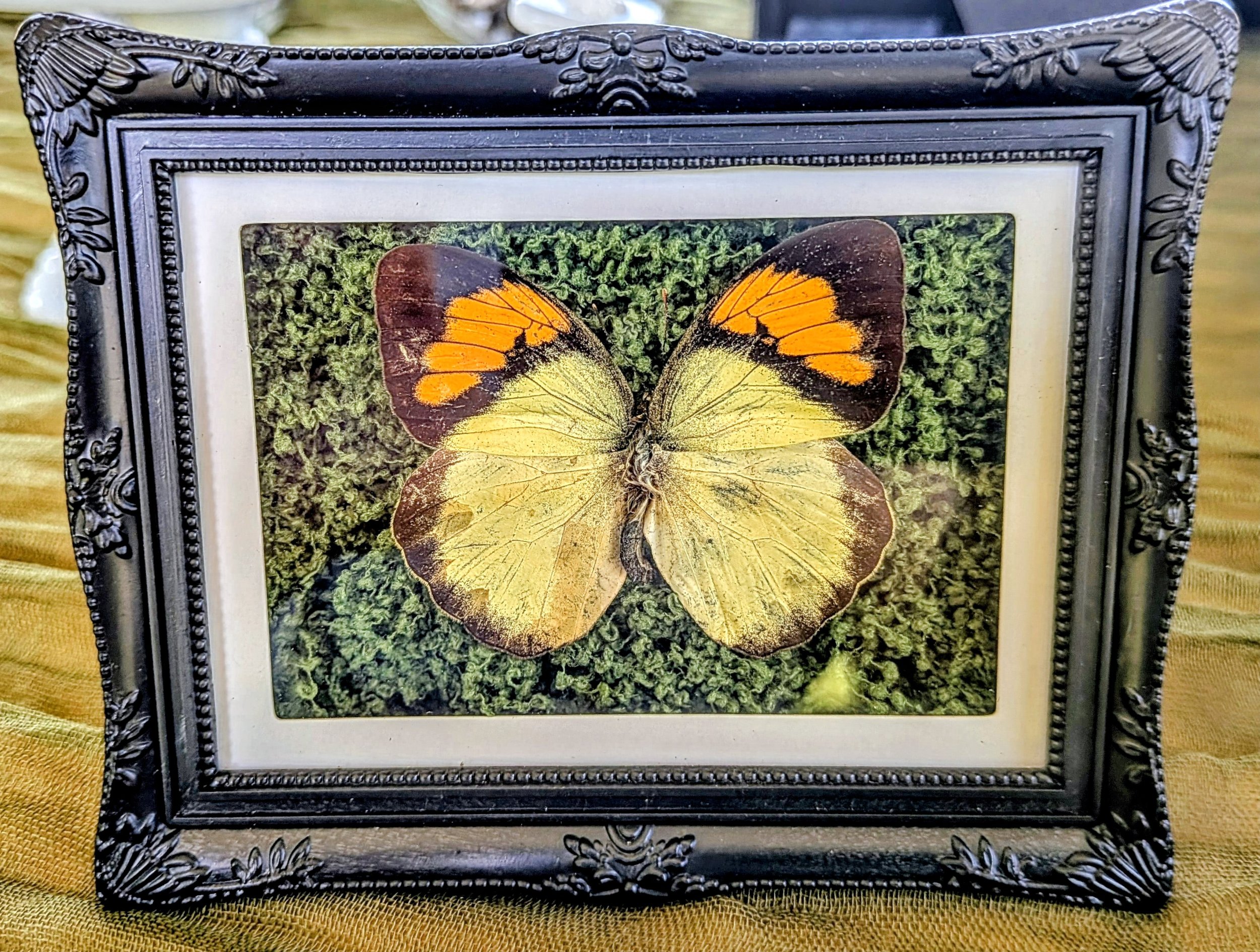 Small Butterfly Display