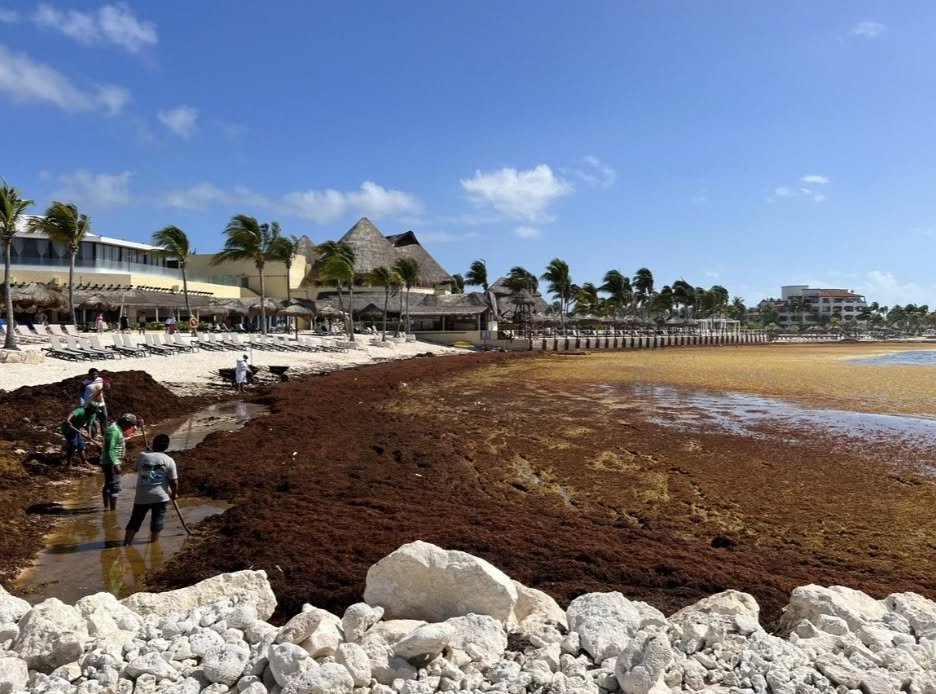 Sargassum in Mexico 2026: What's Really Going On