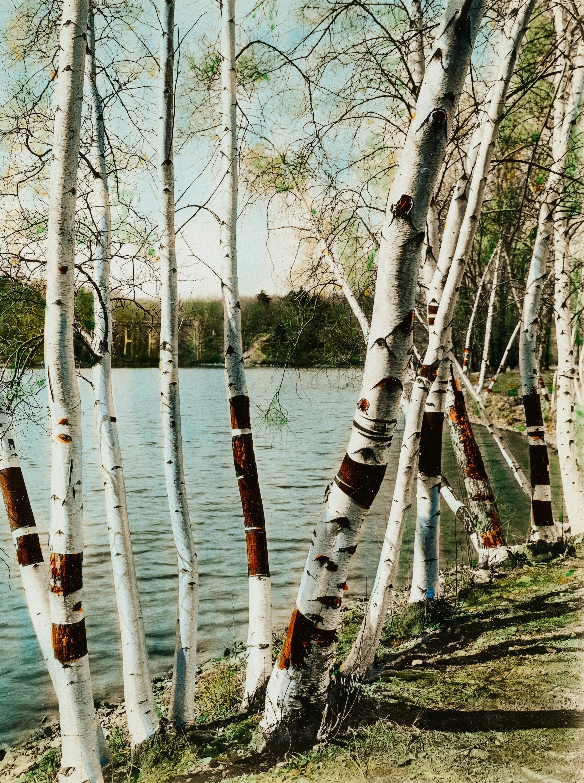 A group of birch trees with white bark and dark band markings along the shoreline of a lake, with trees and a hill in the background.