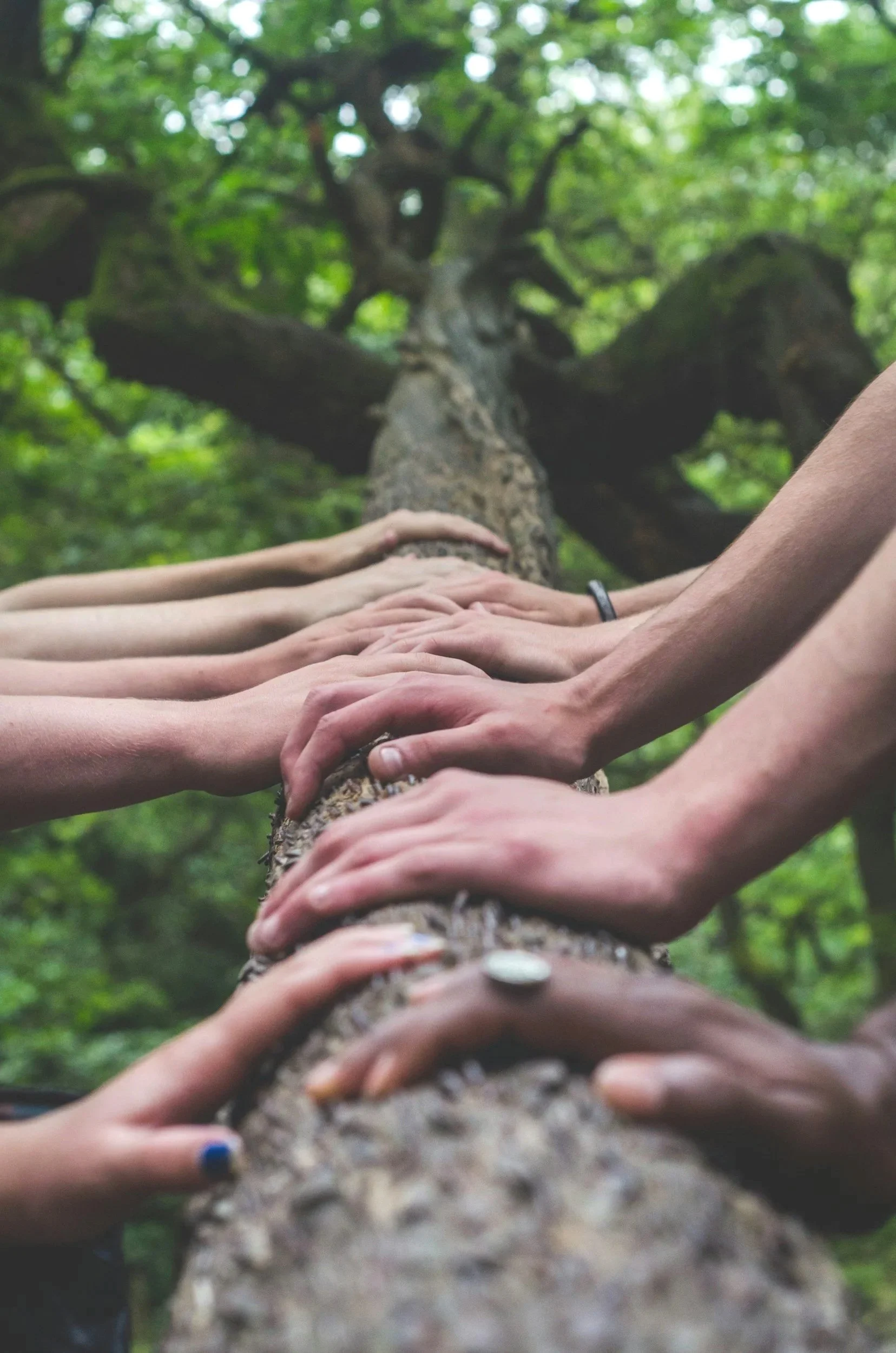Multiple hands resting on a fallen tree trunk in a forest during daytime.