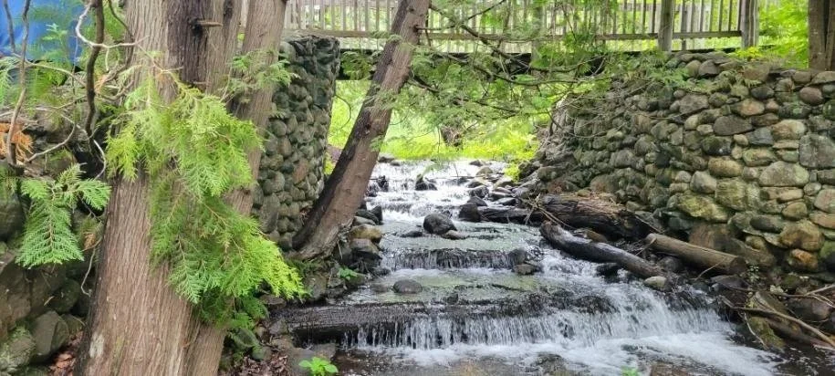 A calming river flows though a northern Michigan forest with a rustic bridge crossing the water.