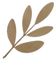A drawing of a brown, elongated leaf with multiple leaflets attached to a stem
