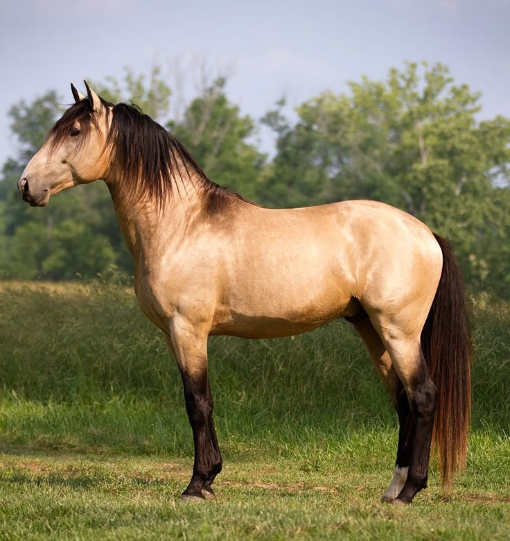 Dun Andalusian Horse- Native To Spain.jpeg