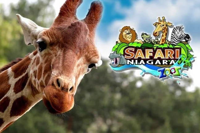 Safari Niagara |
Tickets: $33.95 (children and seniors) and $42.95 (age 13-64 years old)