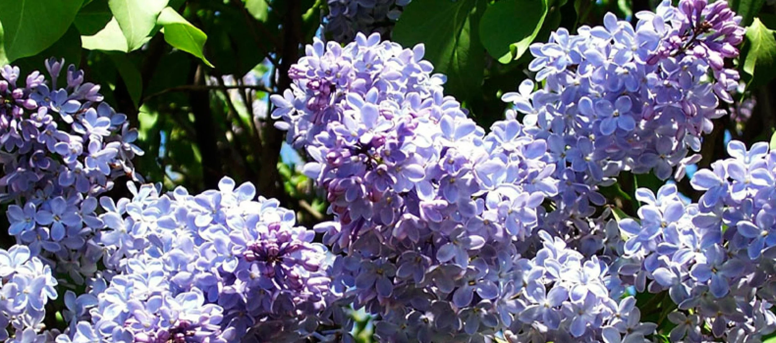 Centennial Lilac Garden | Free Entry