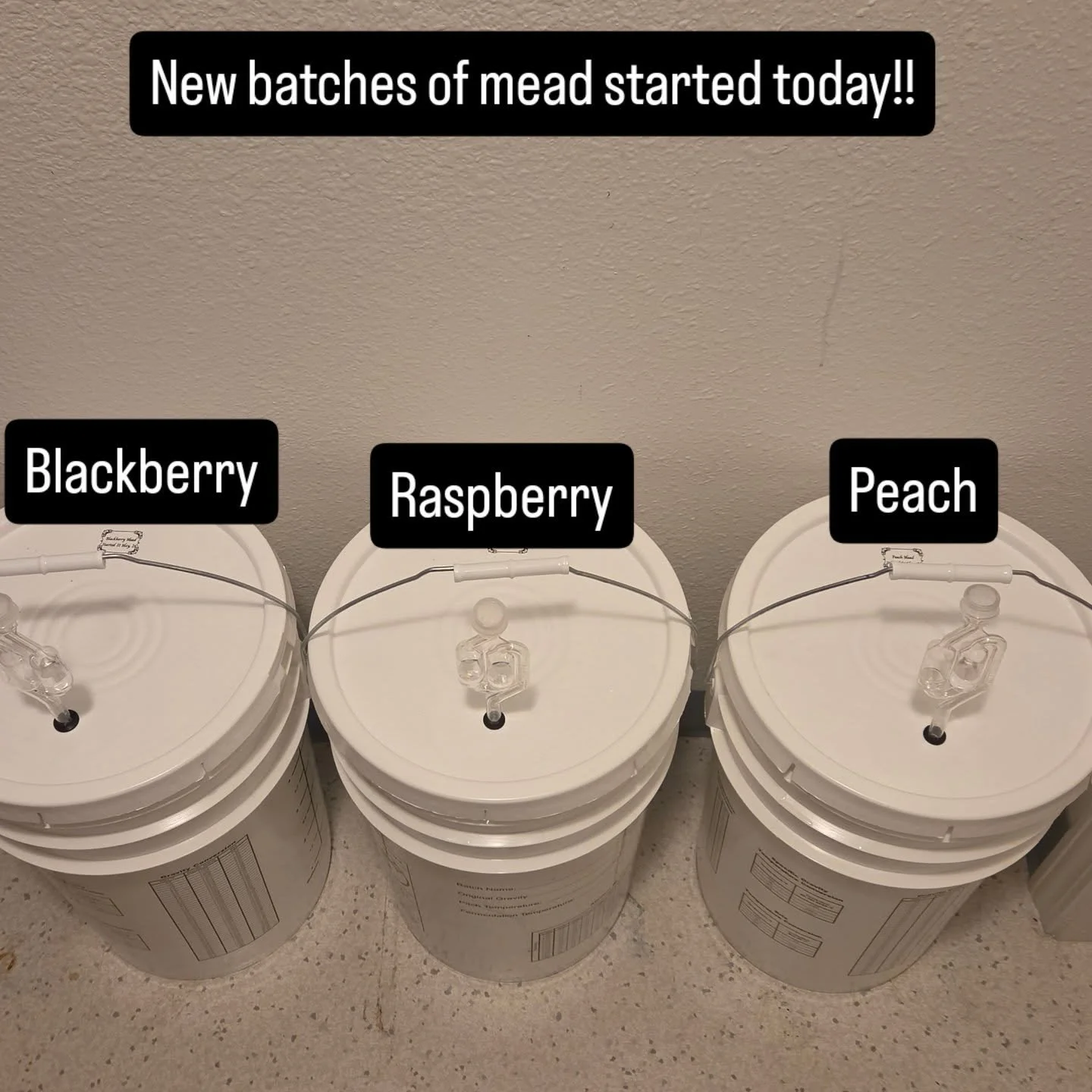 Mead Started today. Three new batches a blackberry, raspberry and a peach. Looking forward to seeing how they turn out. #mead #fruitmeads #FenrirsBrews #MontanaMade #paganlife