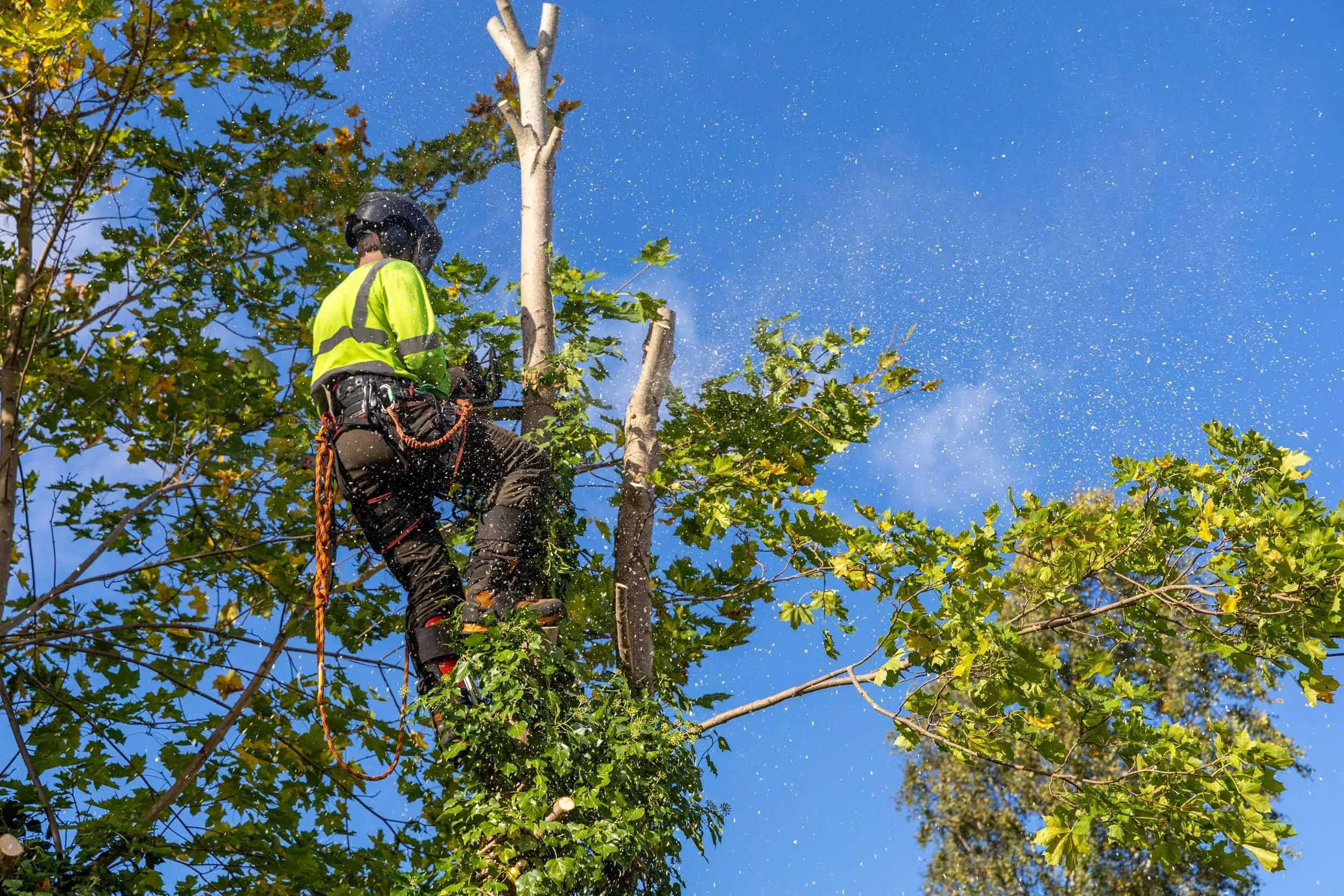 Arborist in safety gear trimming a tall tree with a chainsaw, debris spraying into the air, during daytime.