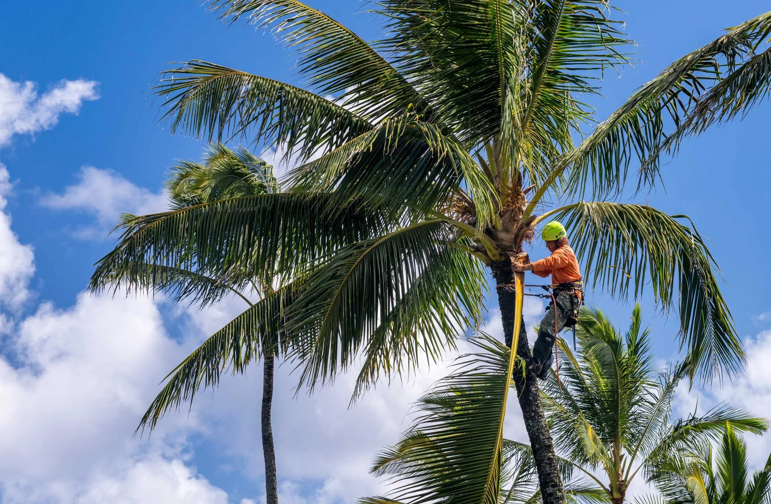 A person wearing an orange shirt and green helmet climbing a tall palm tree with a safety harness against a blue sky with white clouds.