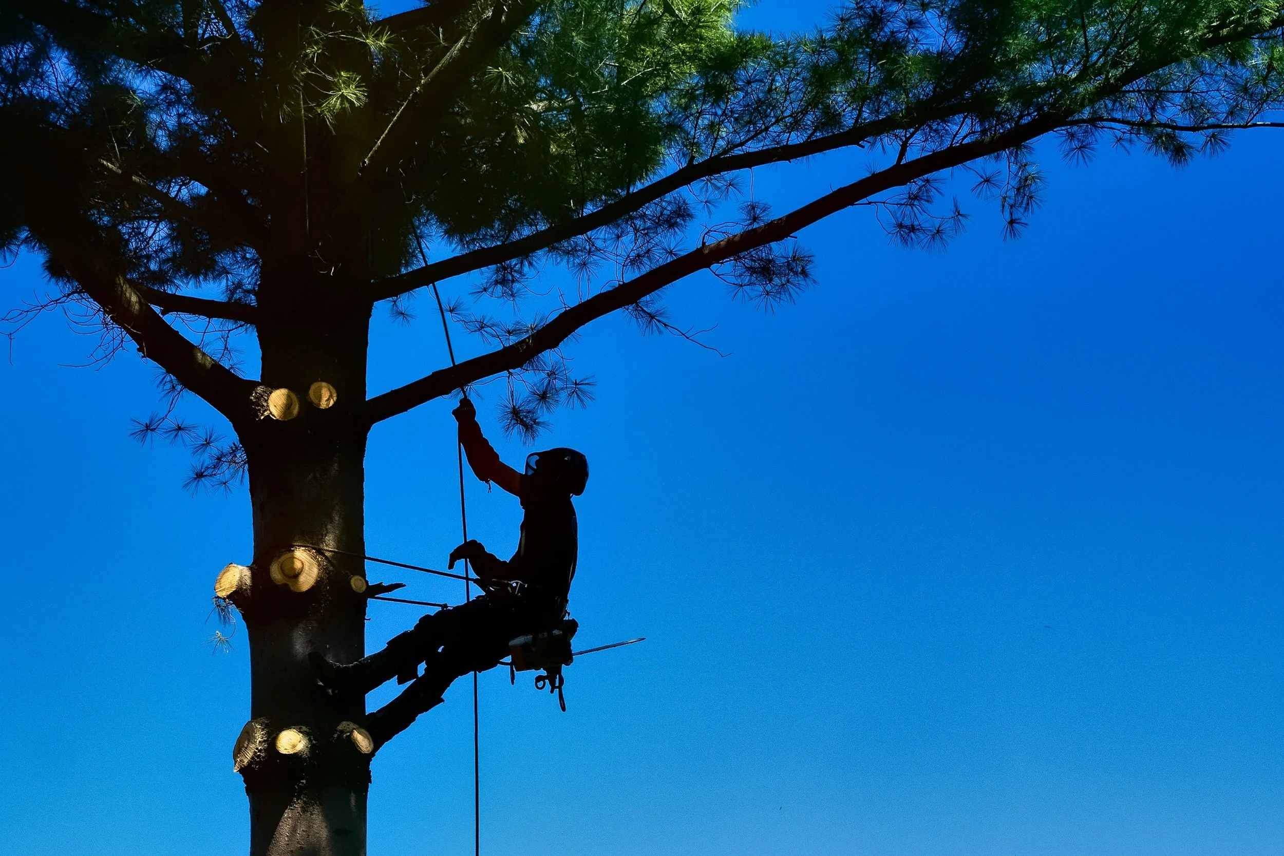 Arborist climbing and pruning a tall pine tree during daytime, silhouetted against a bright blue sky.