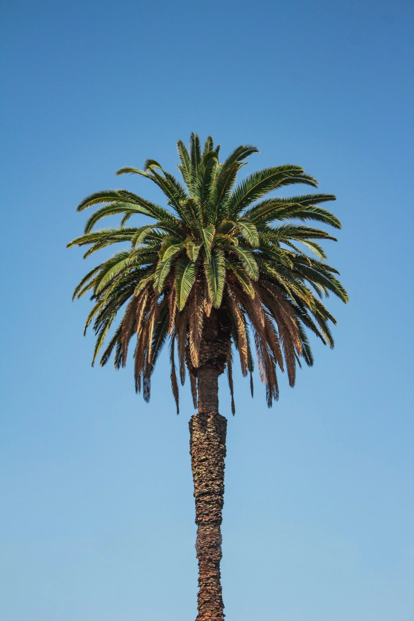 A tall palm tree with a thick trunk and green, fan-like leaves against a clear blue sky.