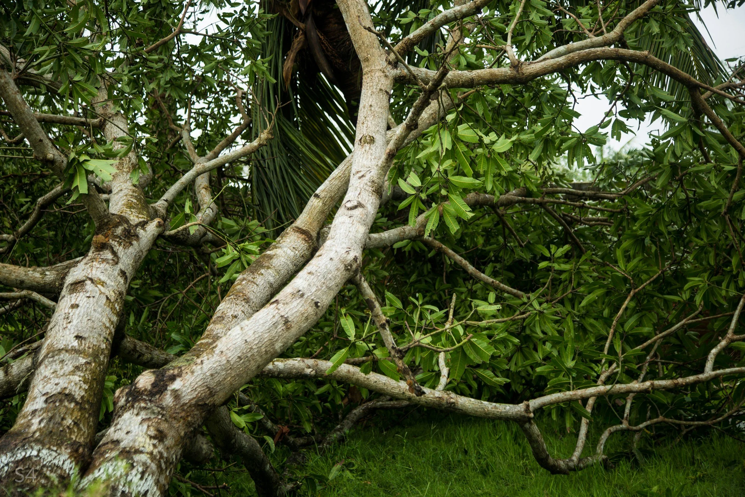 A fallen tree with multiple branches lying on a grassy ground amidst dense green foliage.