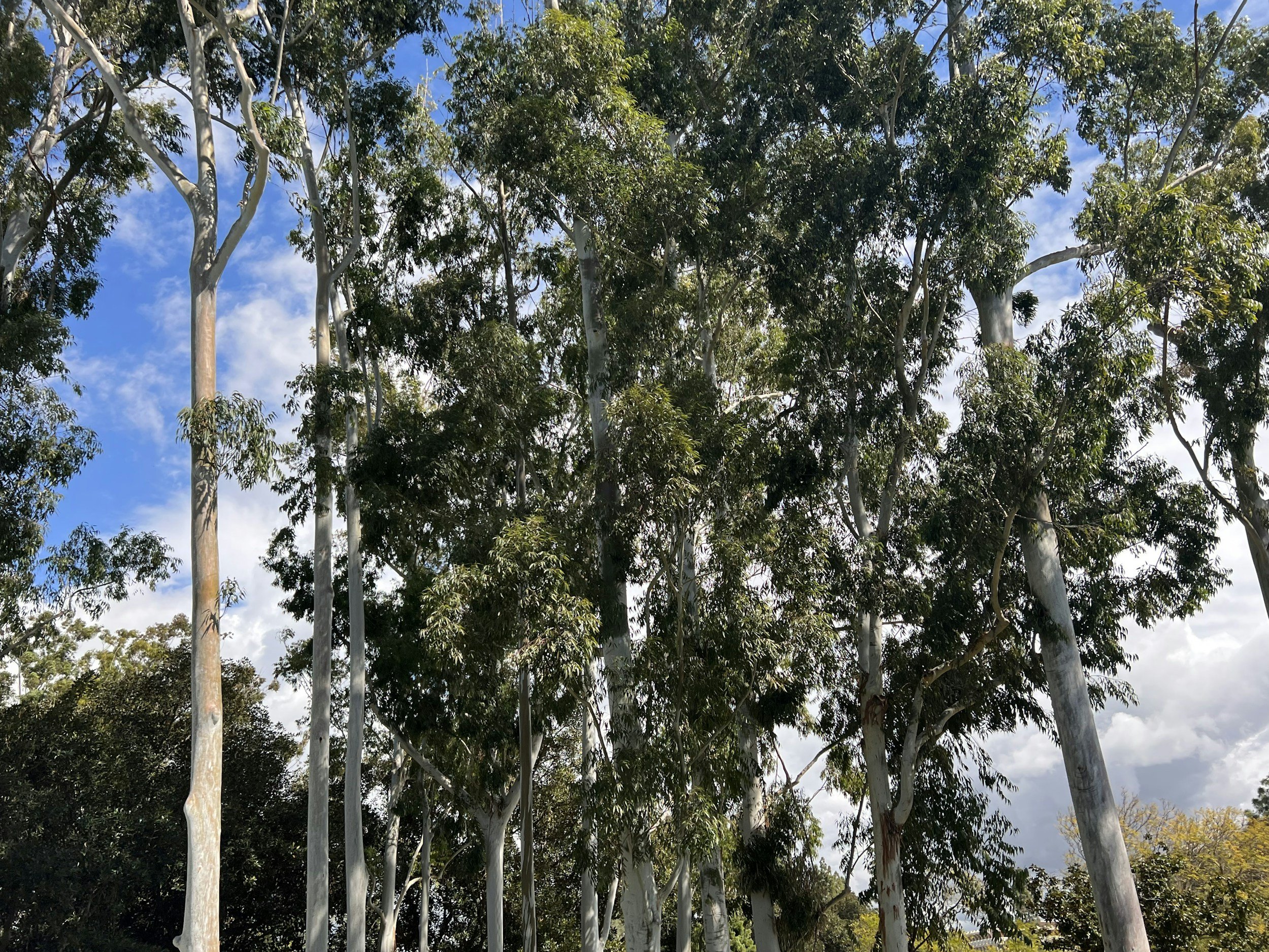 Tree Services Helensvale