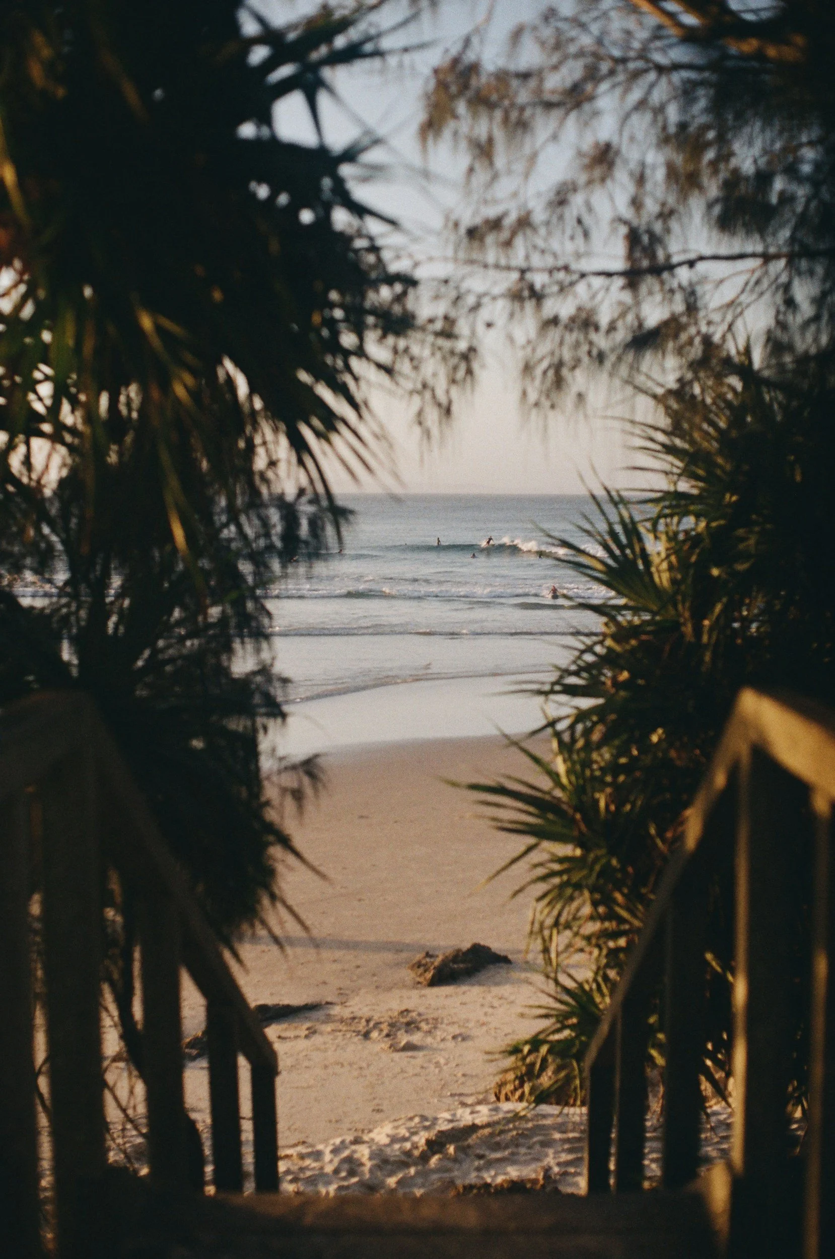 Tree Services Palm Beach