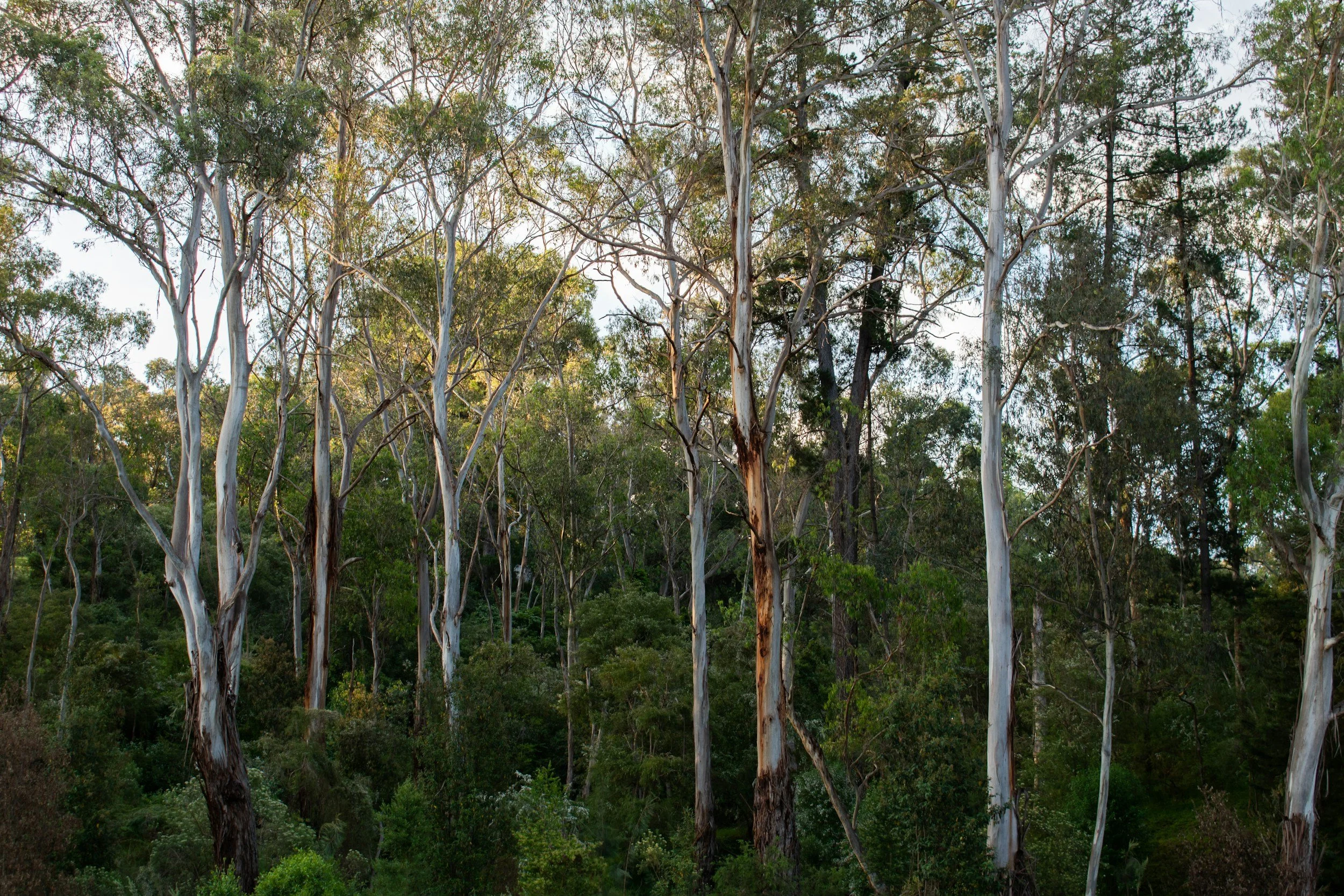 Tree Services Nerang