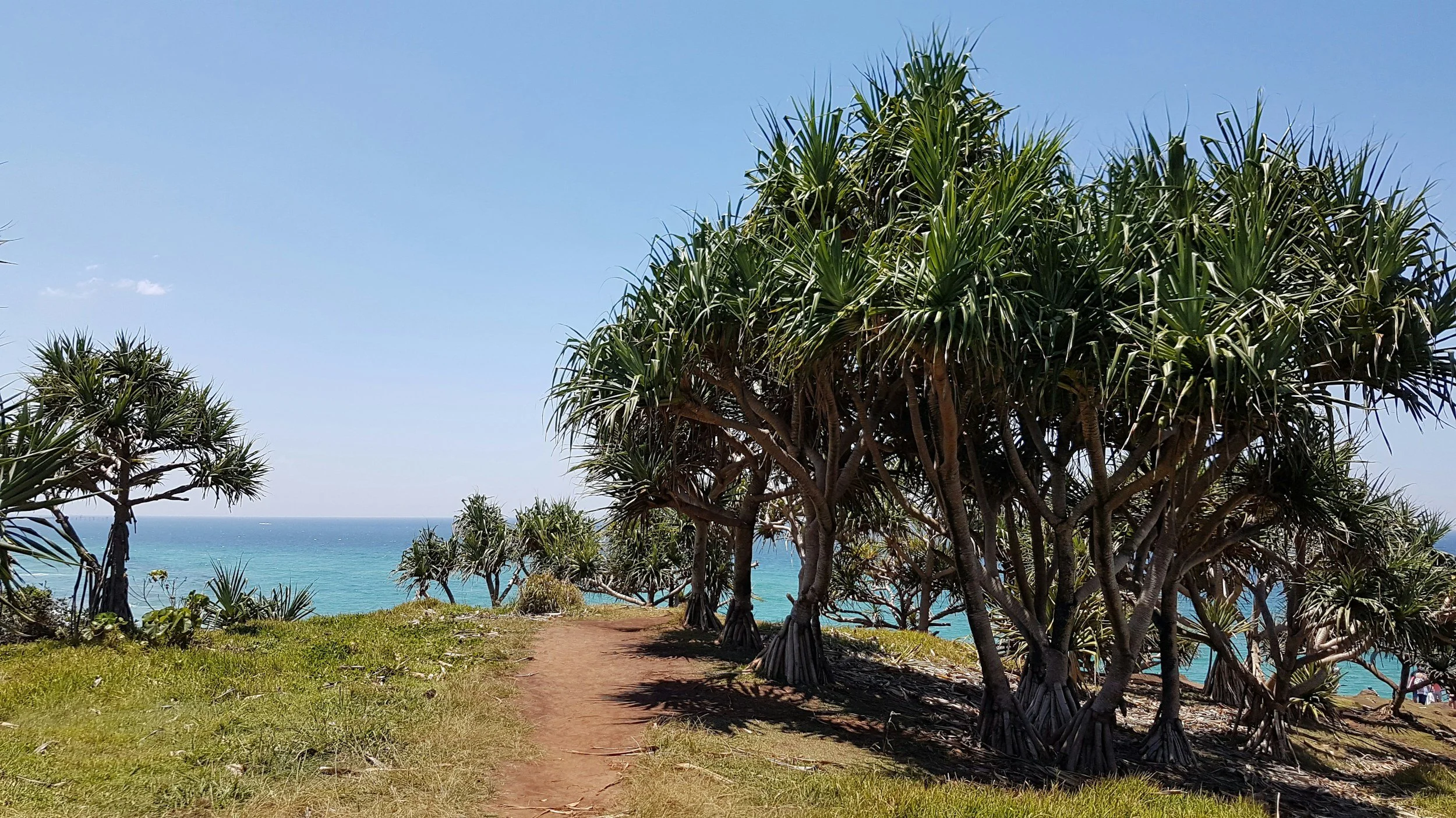 Tree Services Tweed Heads