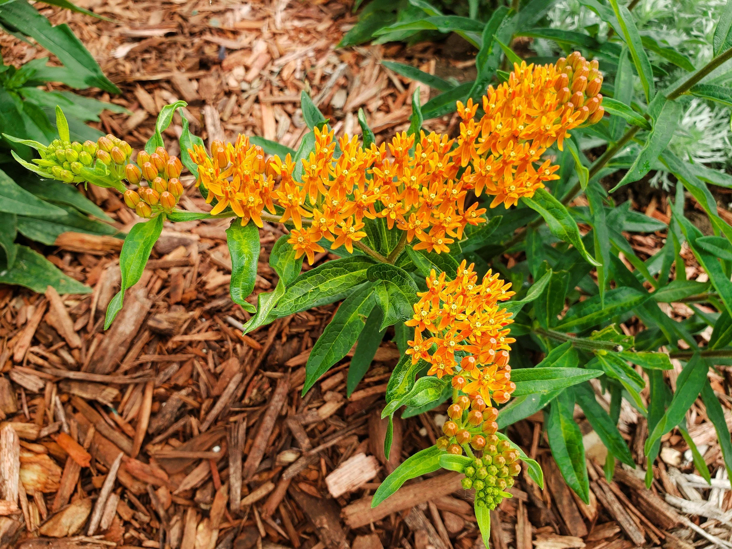 Why Mulch Is Good for Gold Coast Gardens