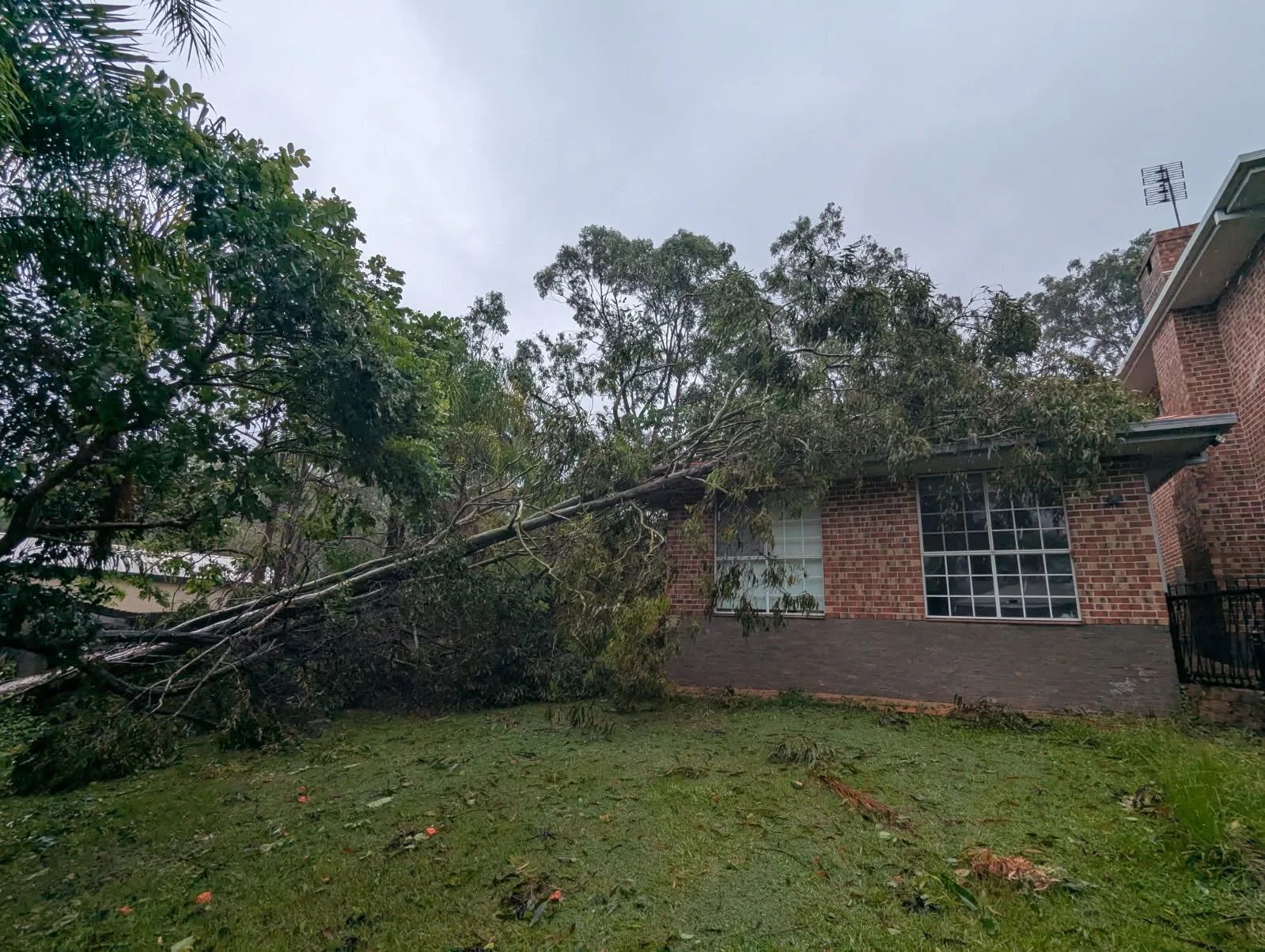 How to Tell if a Tree is Dangerous: Warning Signs Gold Coast Homeowners Should Know