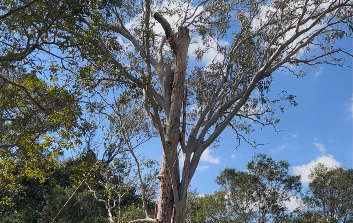 How to Tell if a Tree is Dangerous: Warning Signs Gold Coast Homeowners Should Know