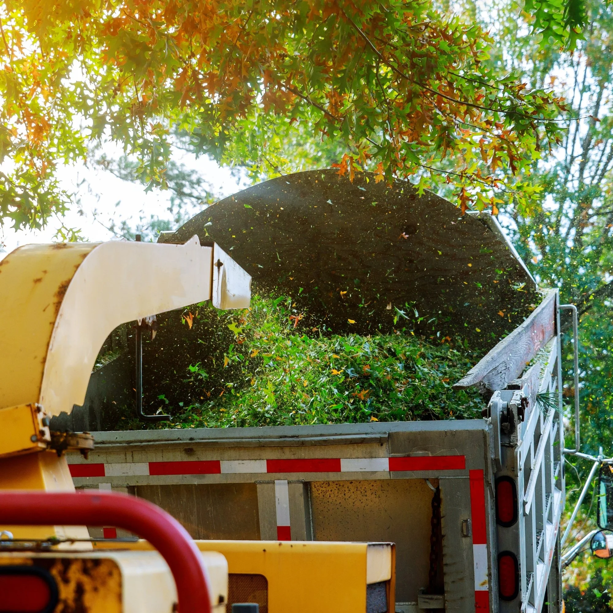 A wood chipper in operation, with green leaves and wood debris flying into a truck's bed, surrounded by trees with autumn leaves.