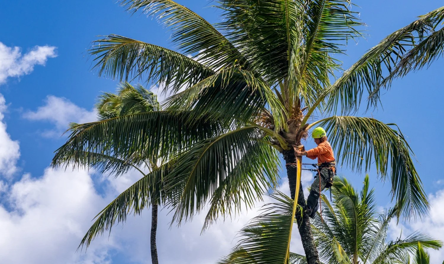 Can You Remove Palm Trees Without Council Approval in Queensland?