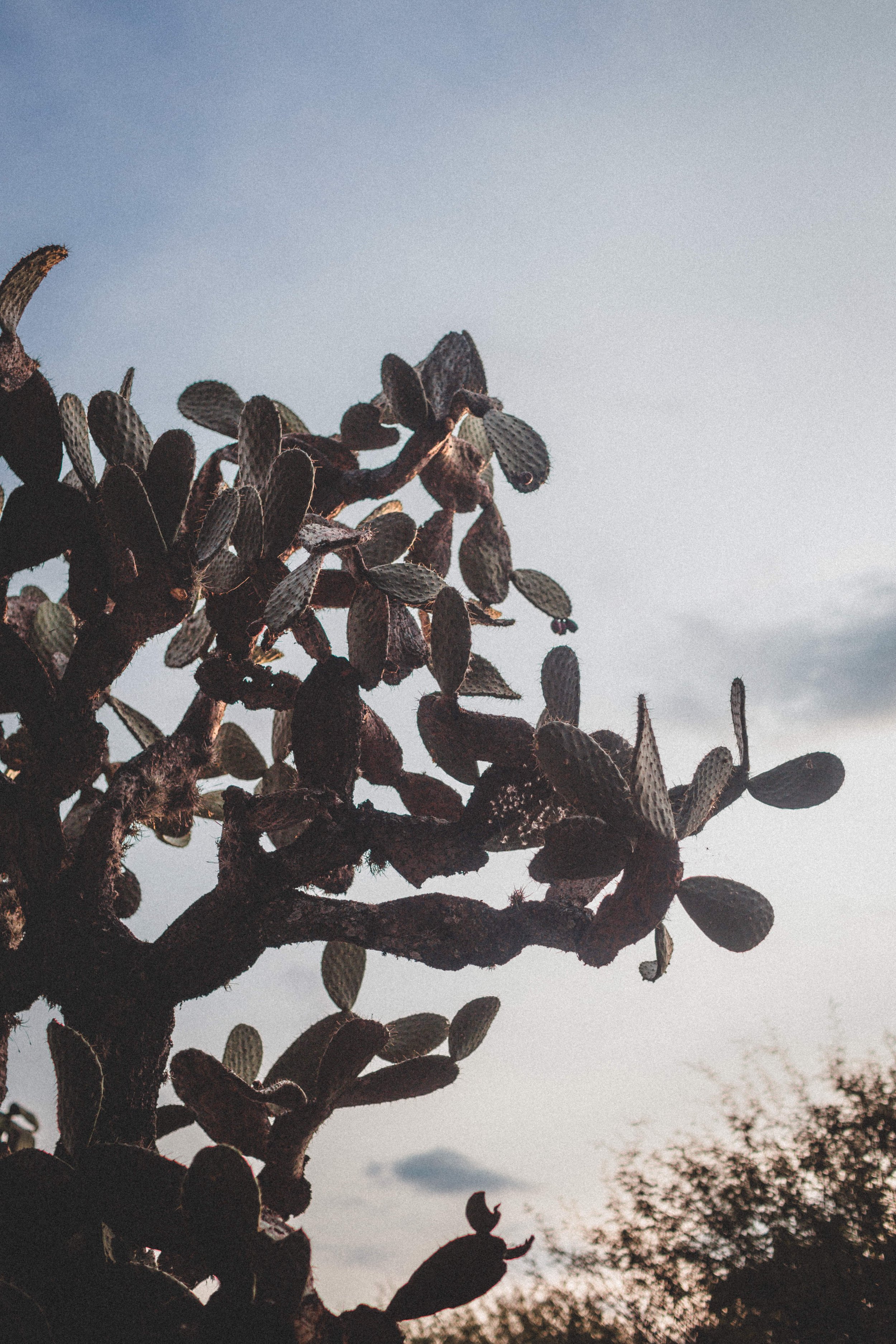 Boda Rachel & Enrique_1027.JPG