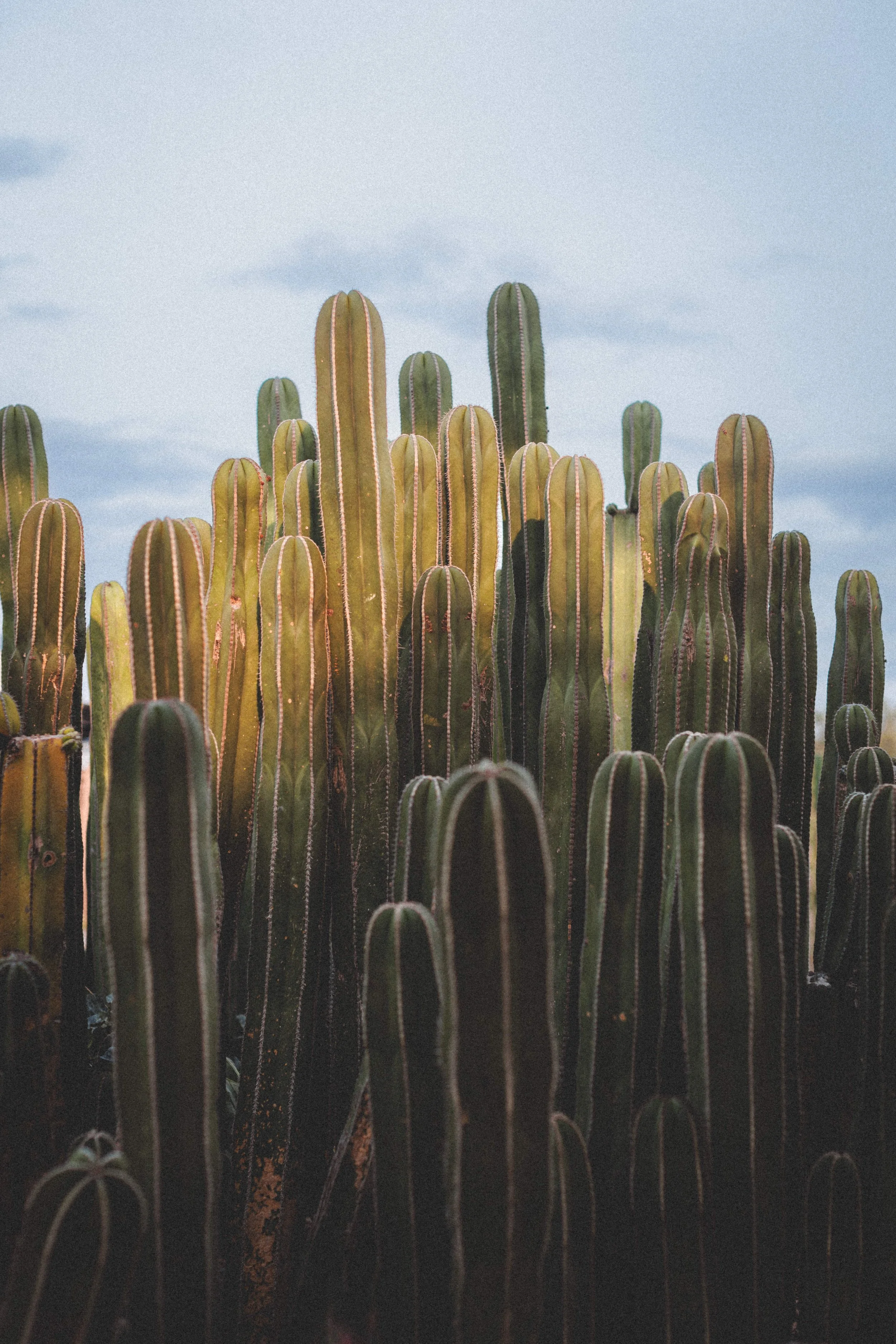 Boda Rachel & Enrique_1028.JPG