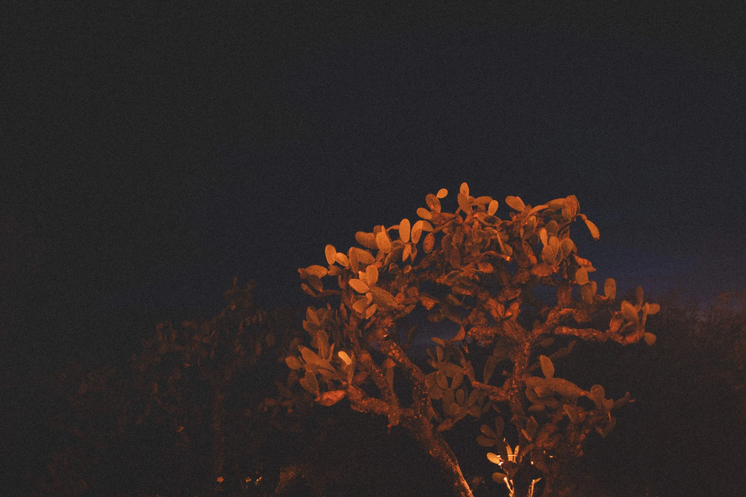 Boda Rachel & Enrique_1051.JPG