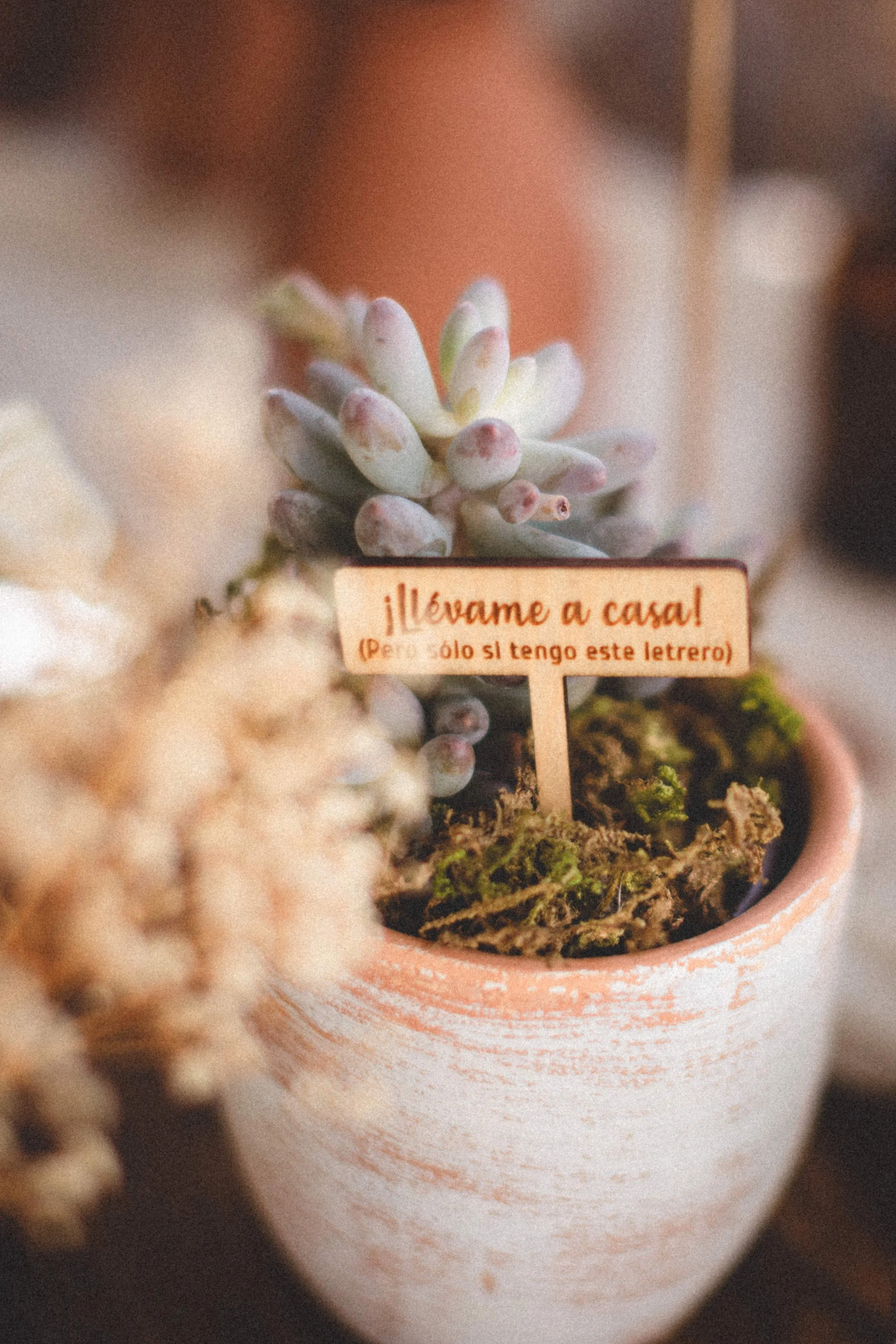 Boda Rachel & Enrique_0876.JPG