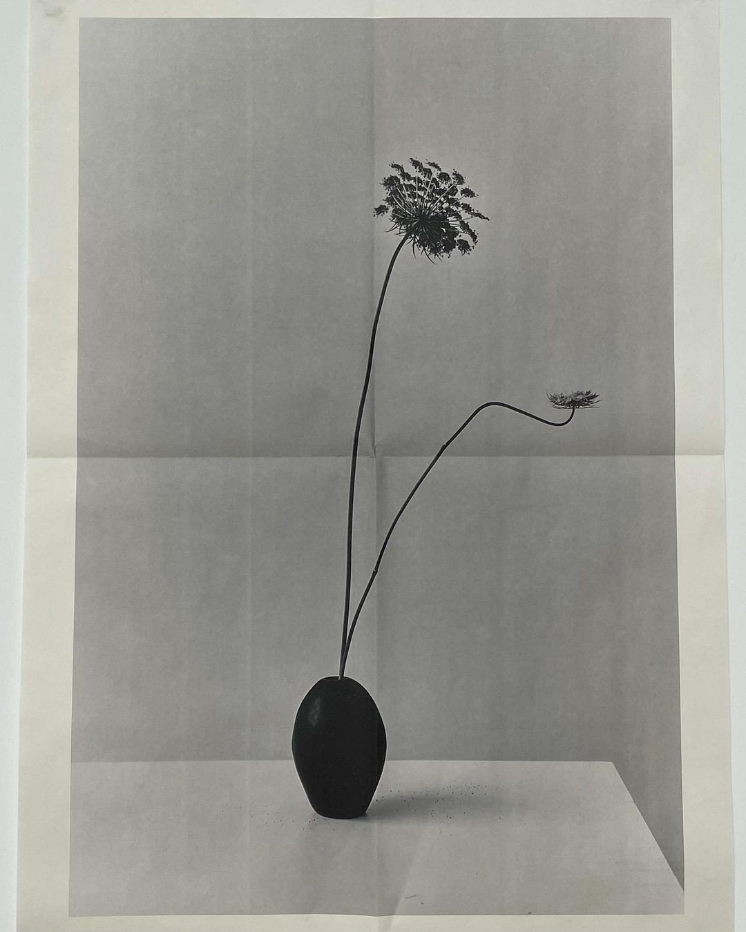 cosmos_12791307 (1).jpeg