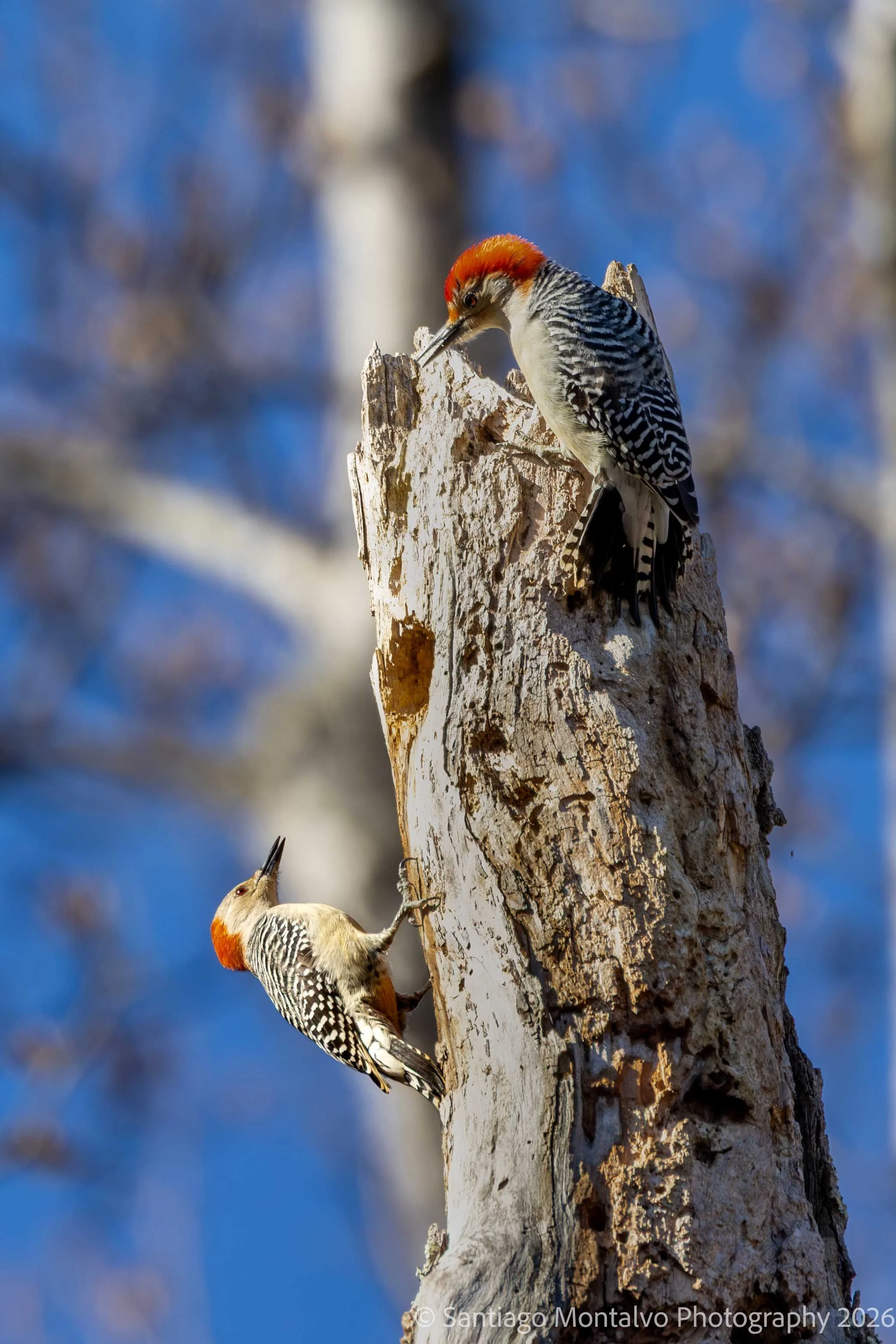 Bird Collection 1-31.jpg