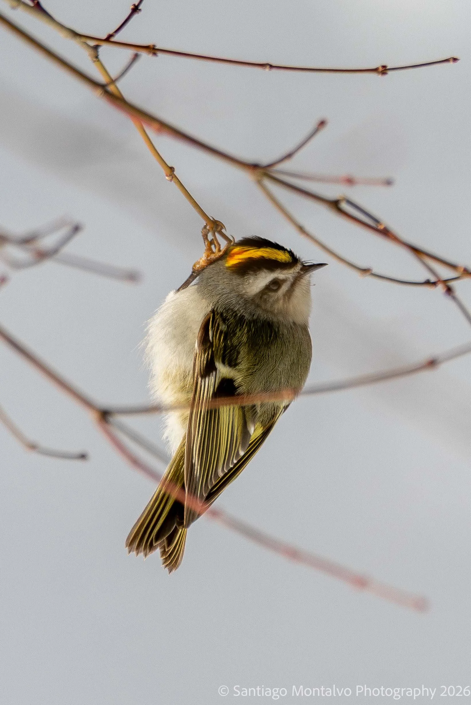 Bird Collection 2-34.jpg