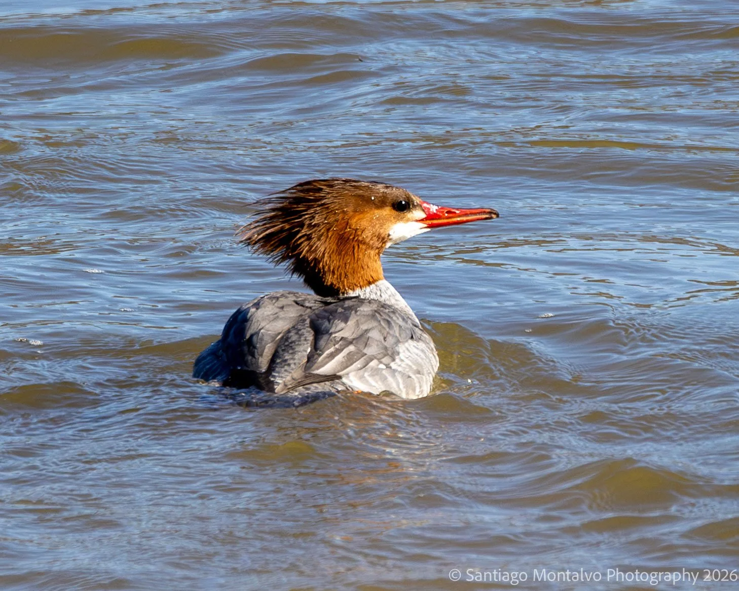 Bird Collection 2-38.jpg