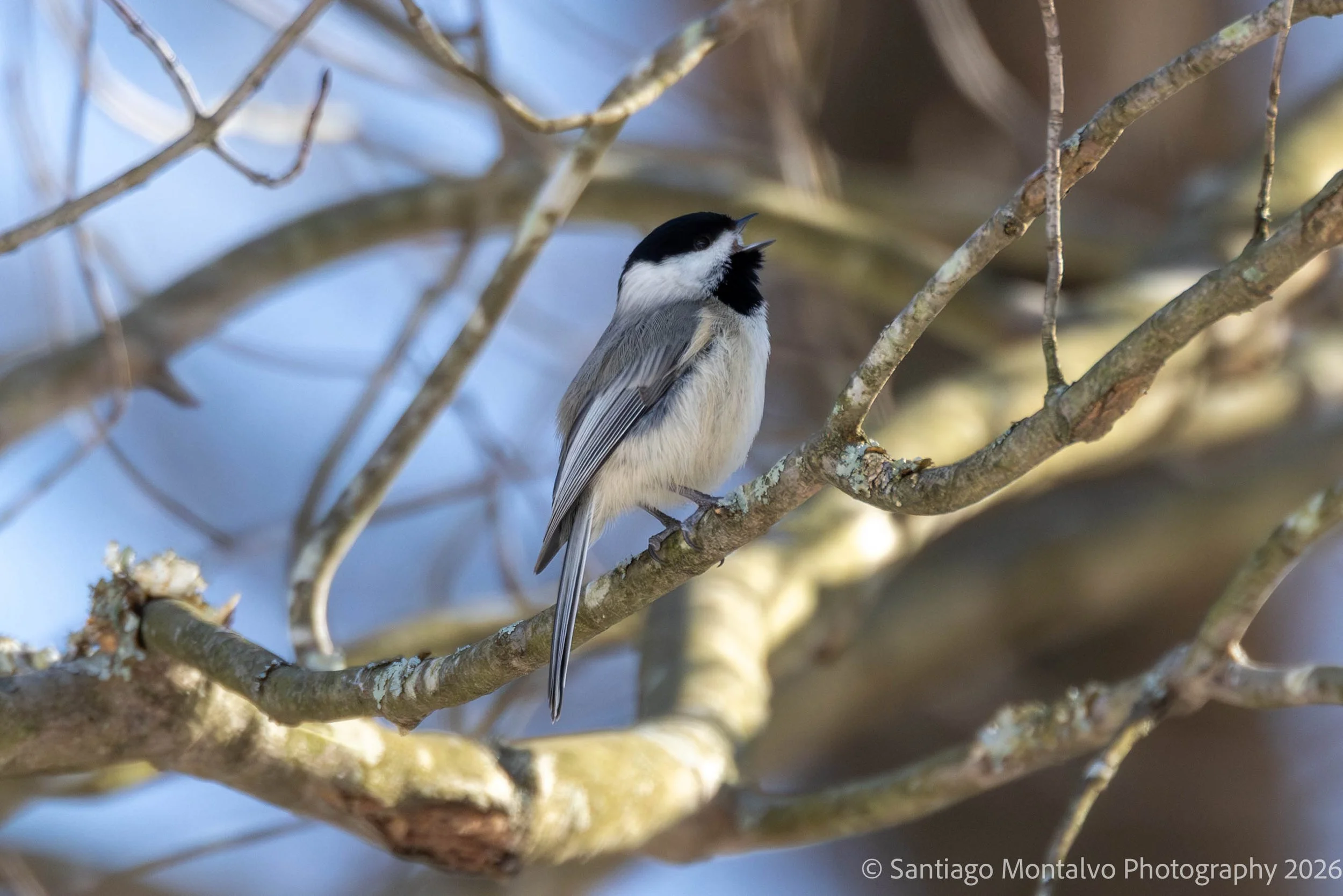 Bird Collection 1-43.jpg