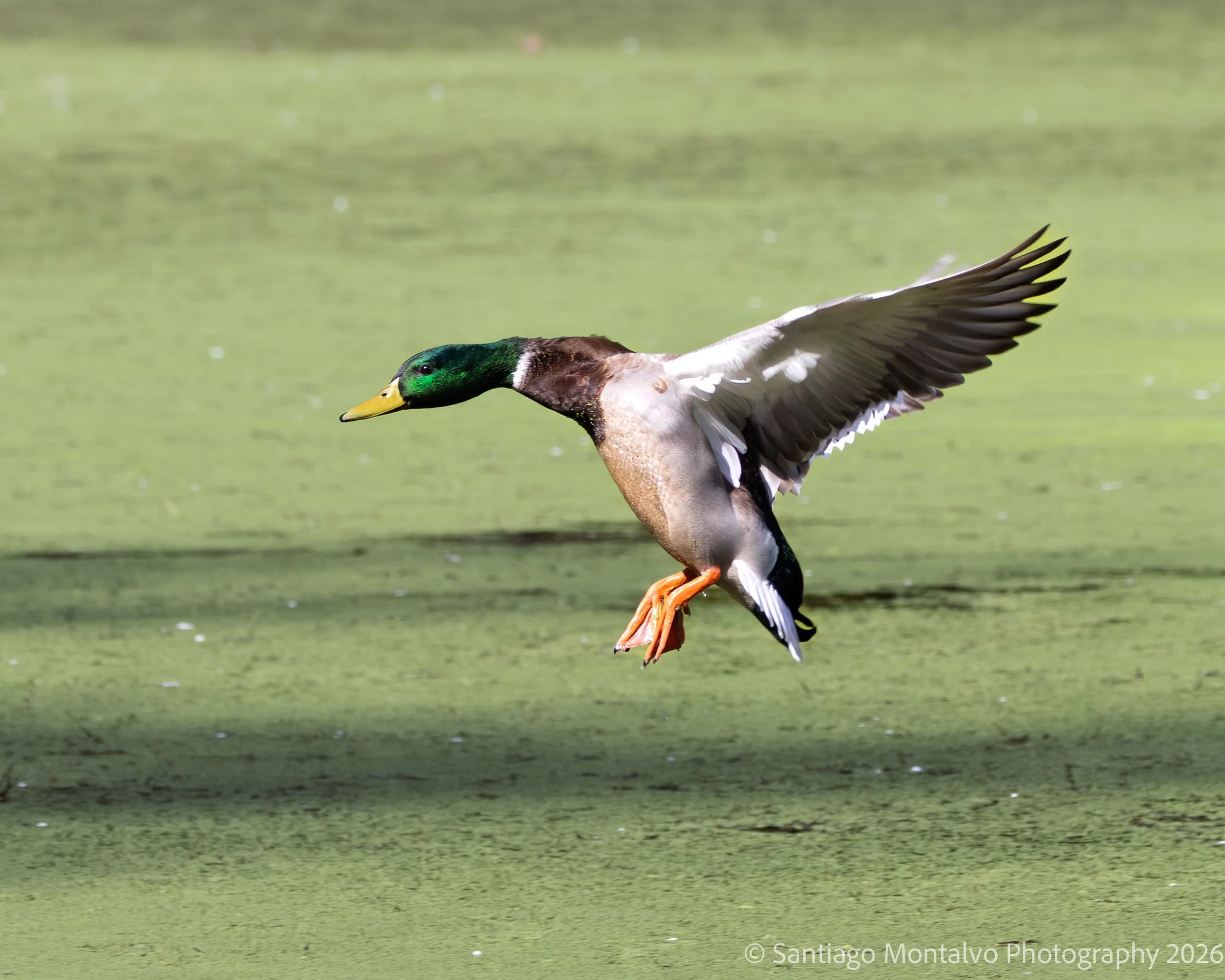 Bird Collection 1-15.jpg