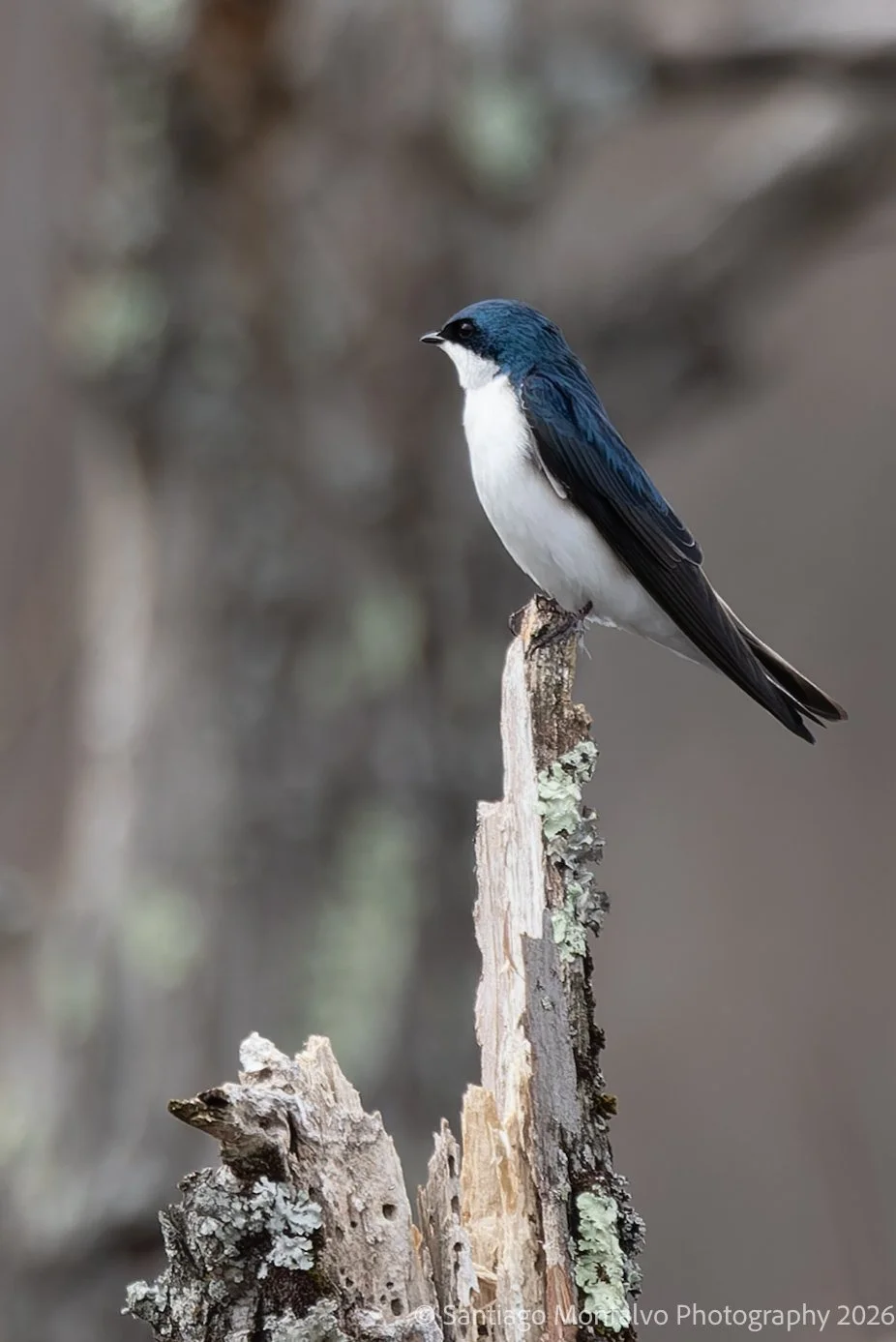 Bird Collection 2-60.jpg