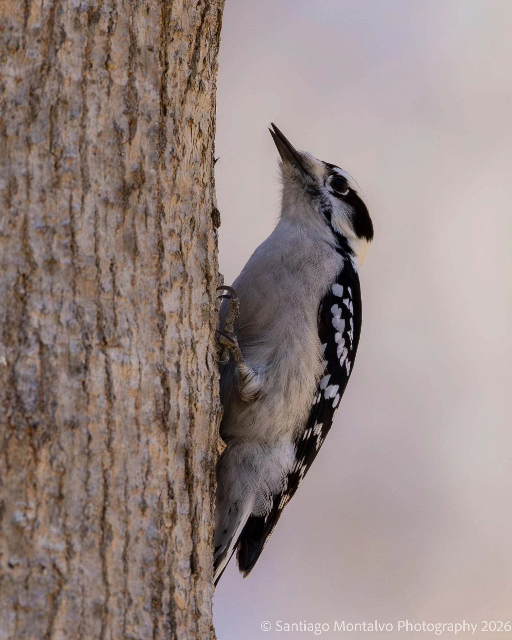 Bird Collection 2-47.jpg