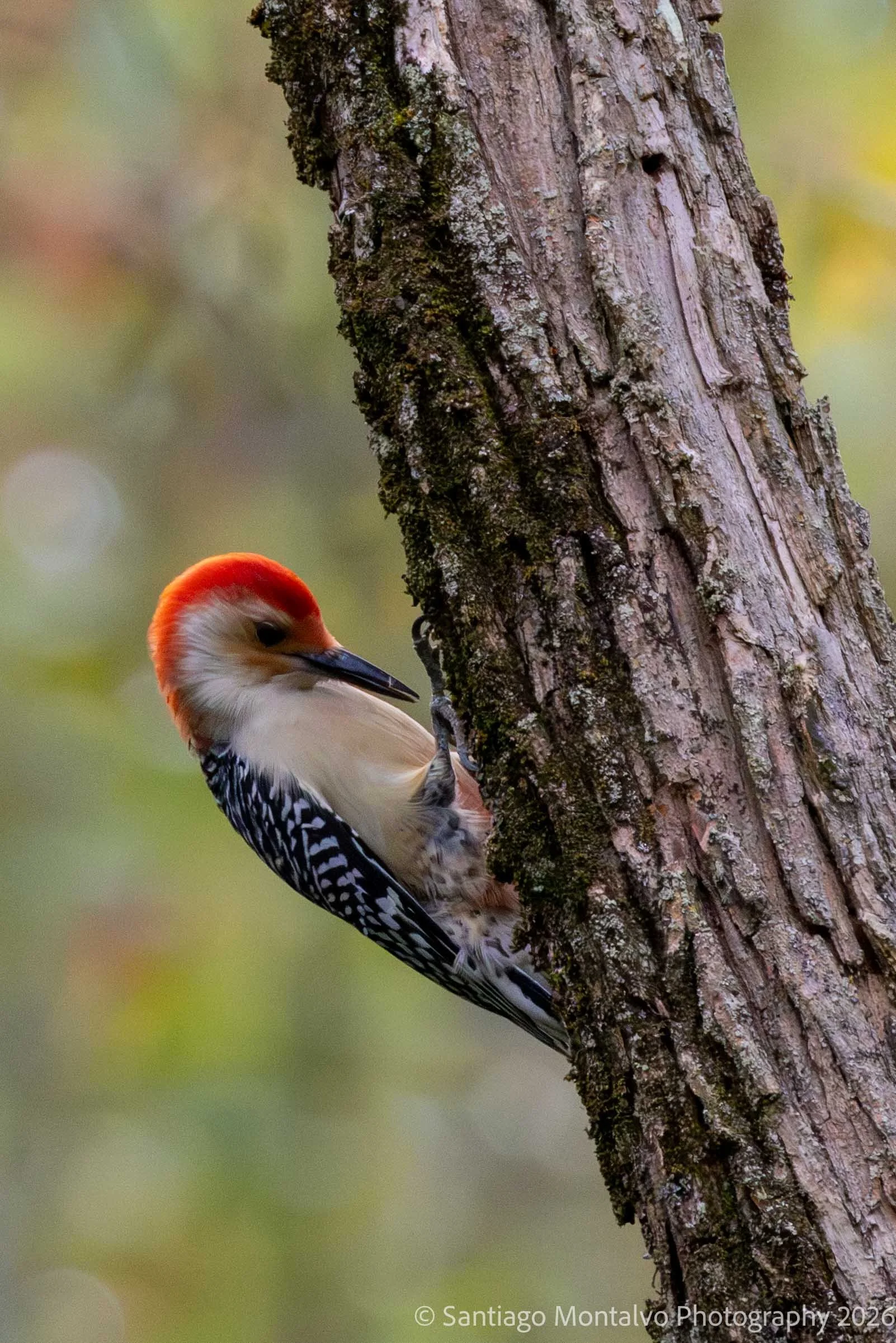 Bird Collection 2-16.jpg