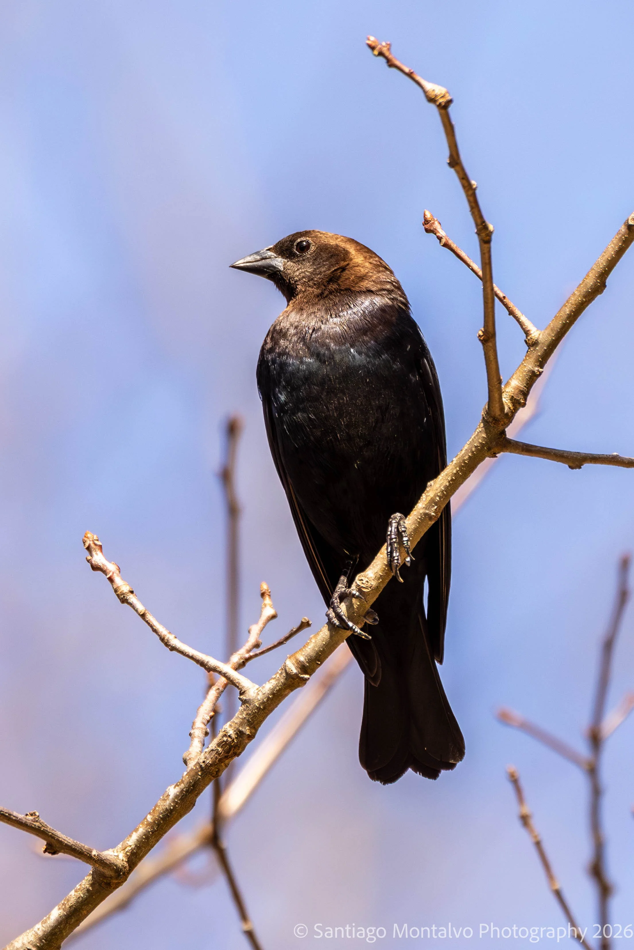 Bird Collection 2-55.jpg