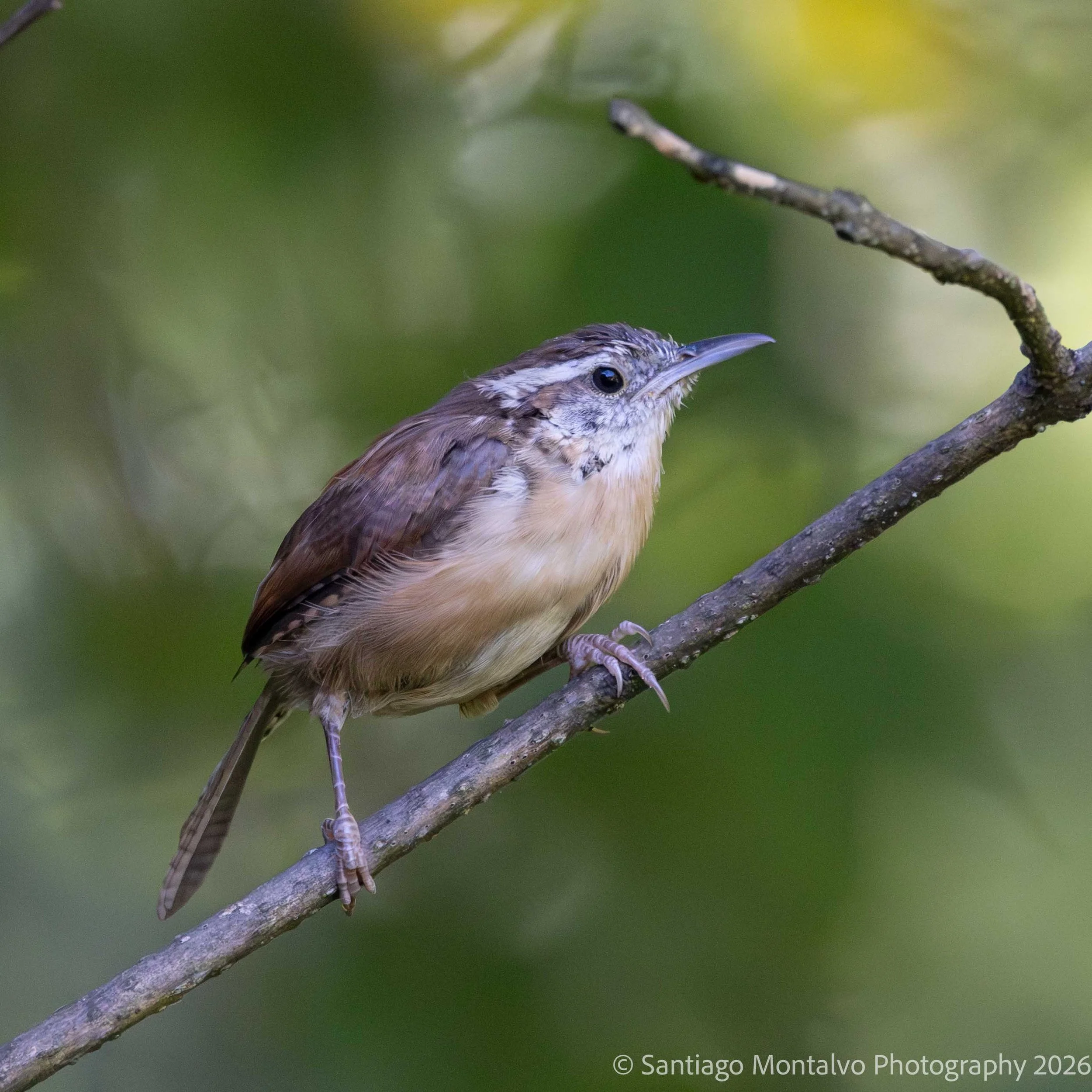 Bird Collection 1-12.jpg