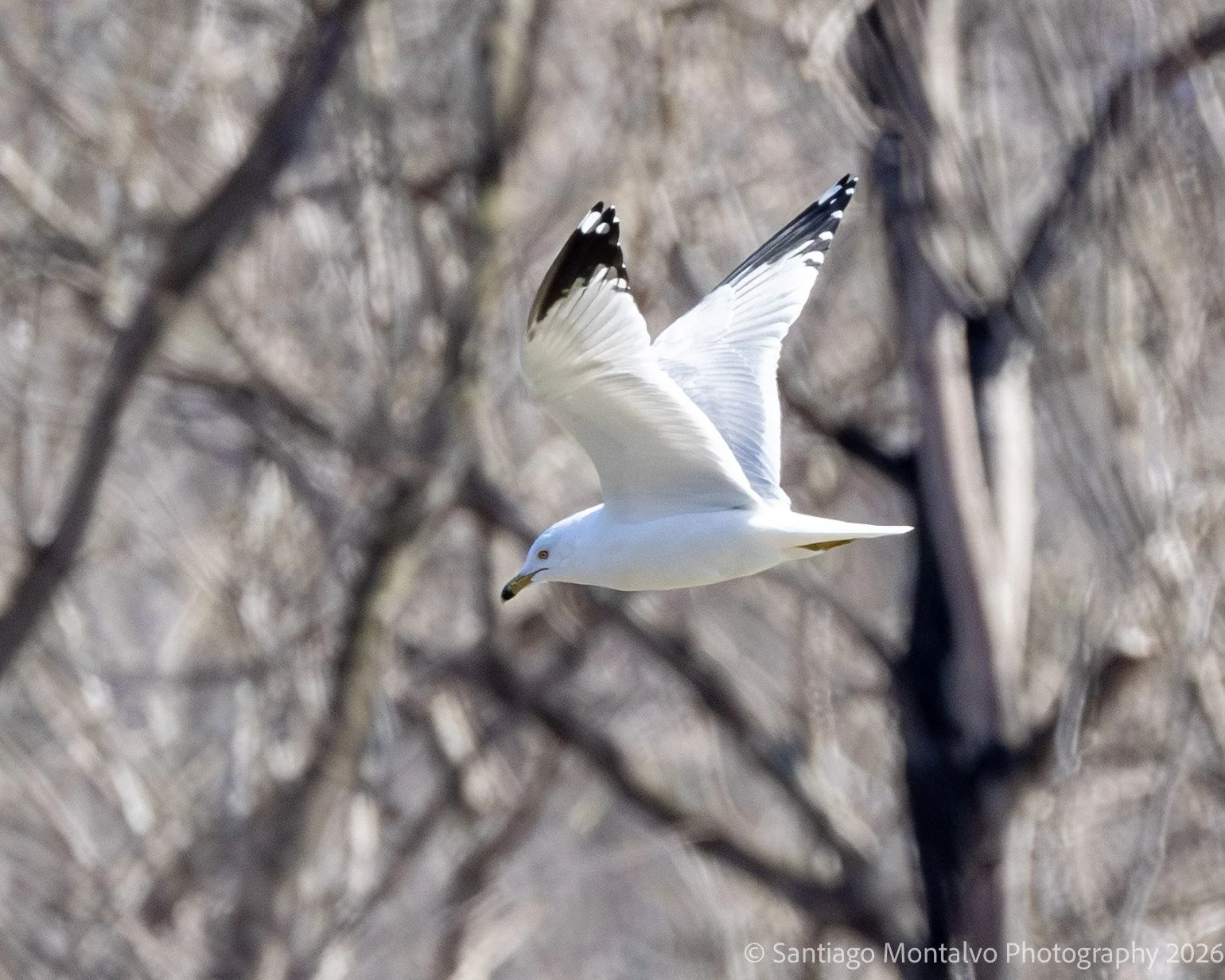 Bird Collection 2-40.jpg