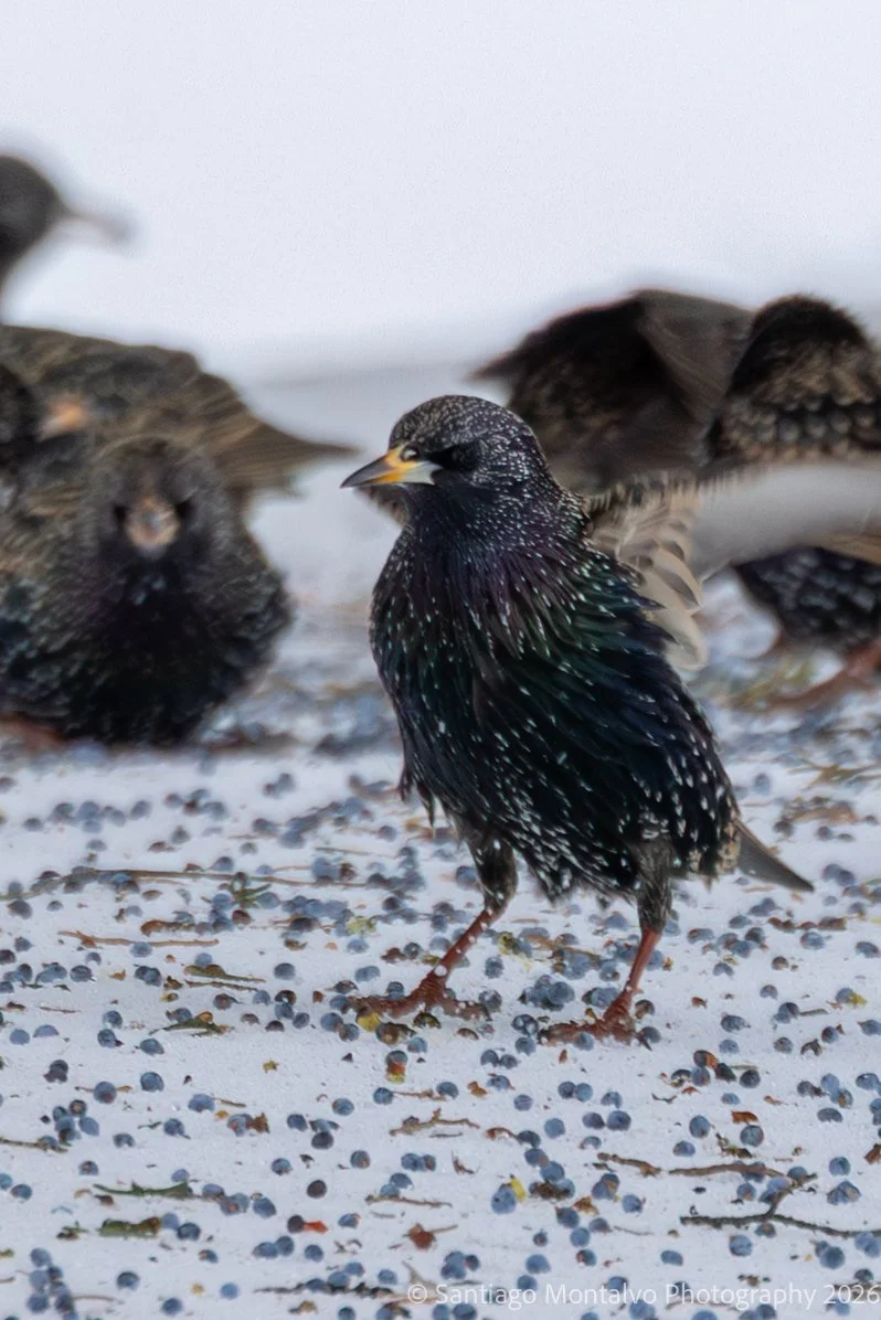 Bird Collection 2-29.jpg