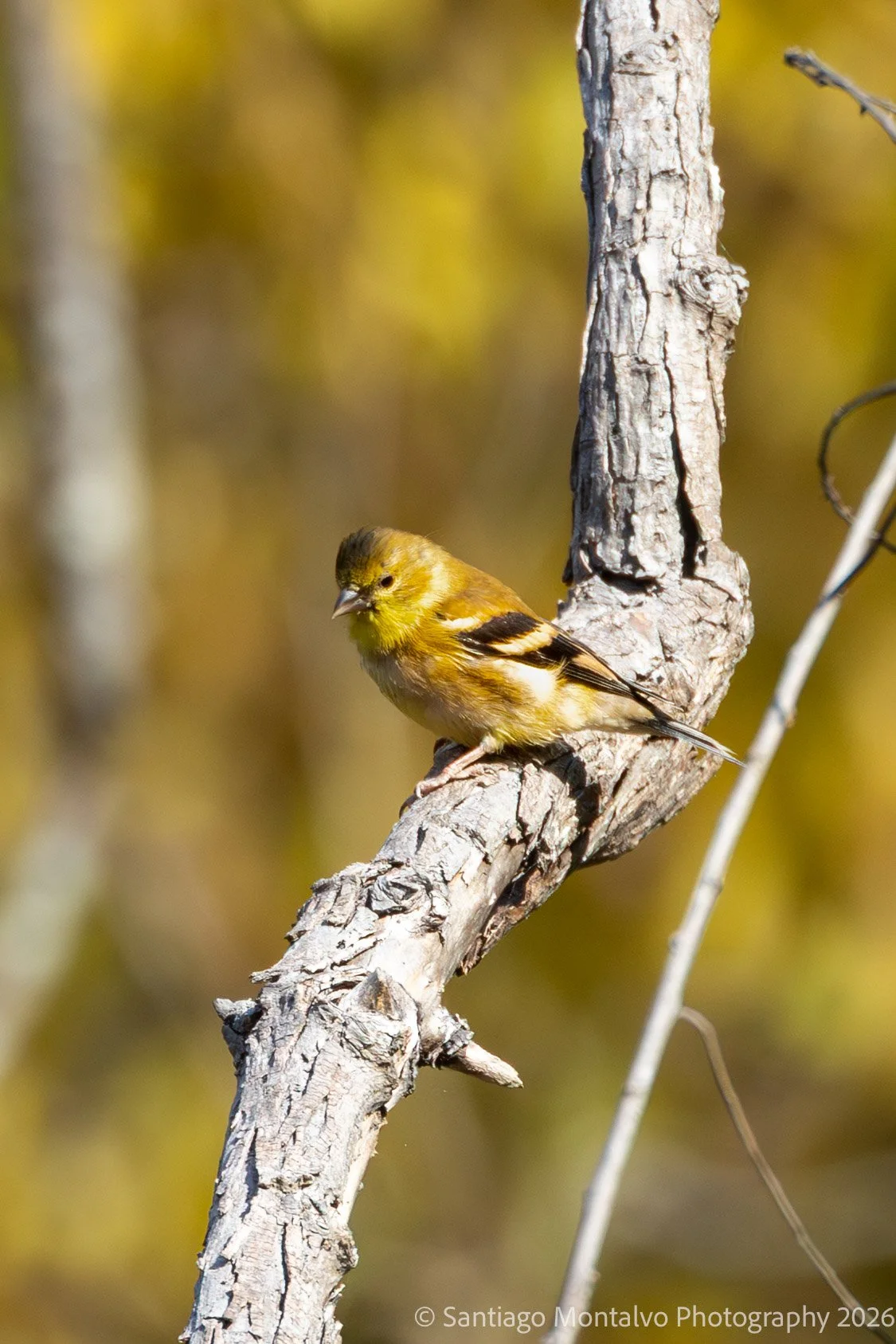 Bird Collection 2-22.jpg
