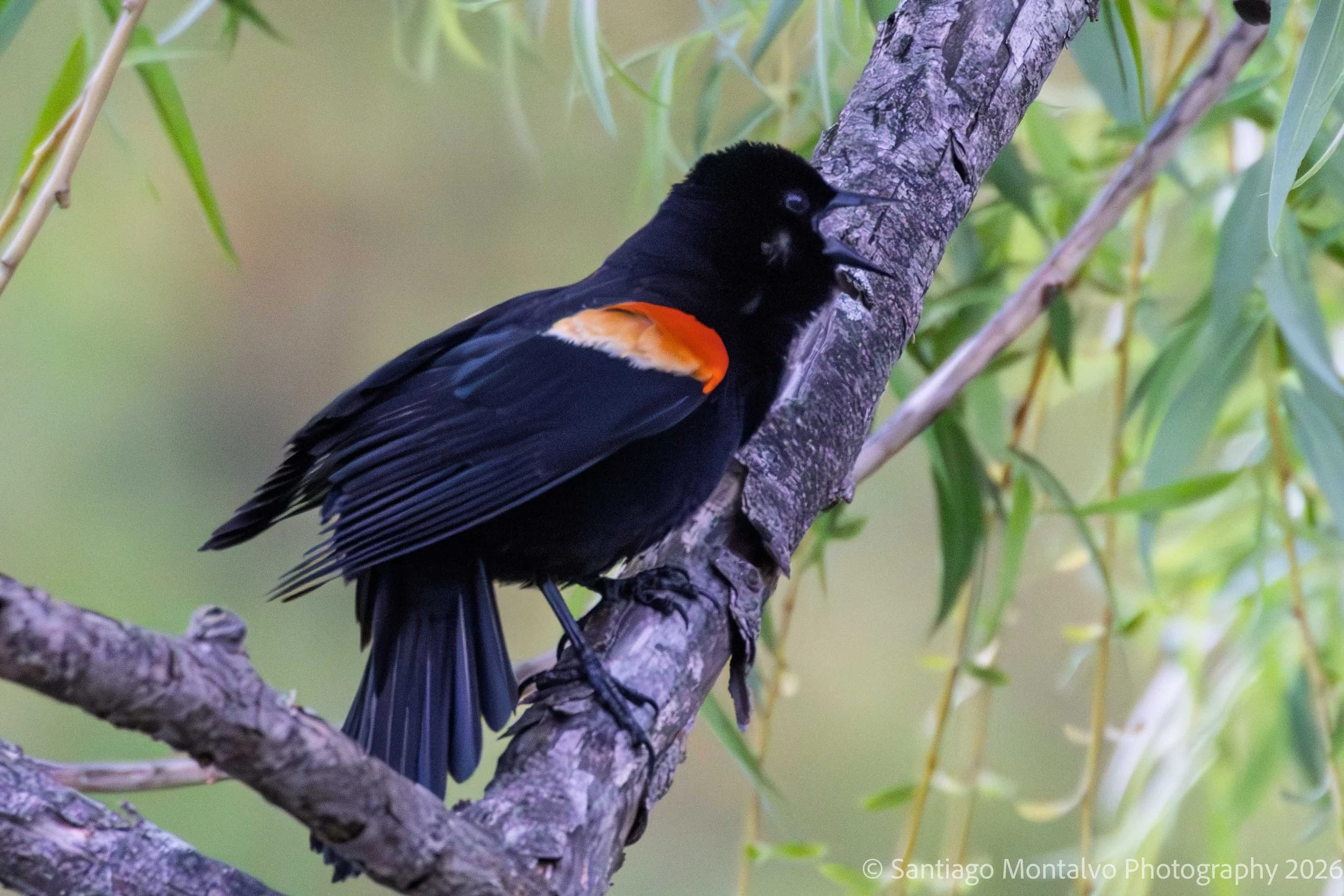 Bird Collection 1-4.jpg