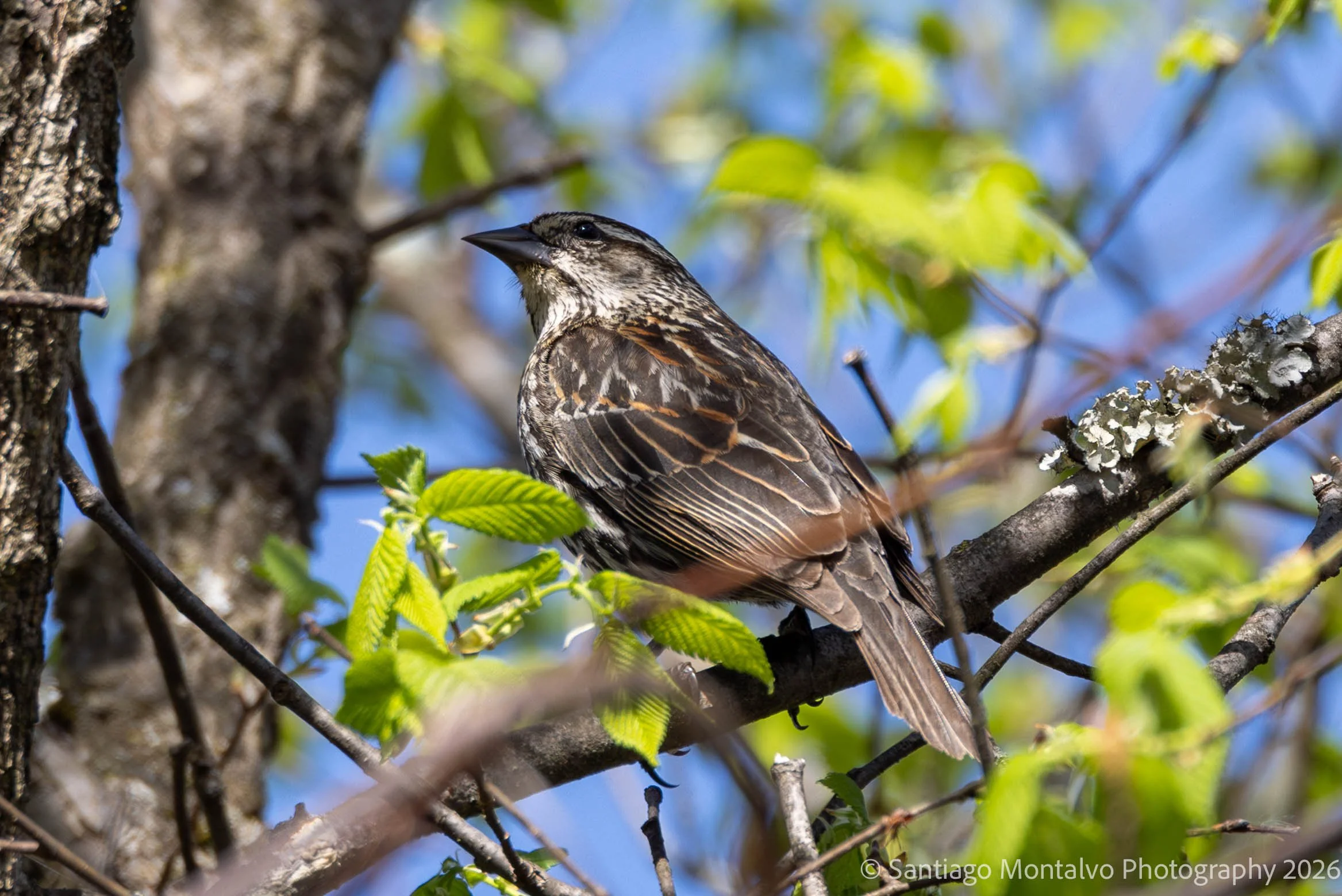 Hughes Hollow April 6 2026-5.jpg