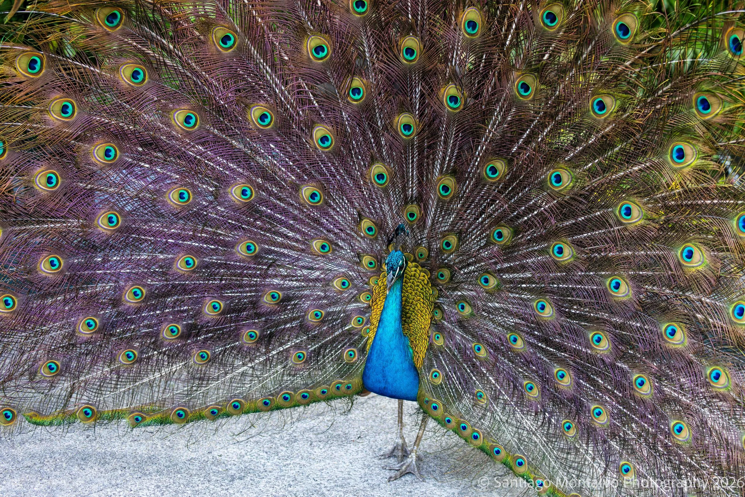 Cartagena 2022-45.jpg