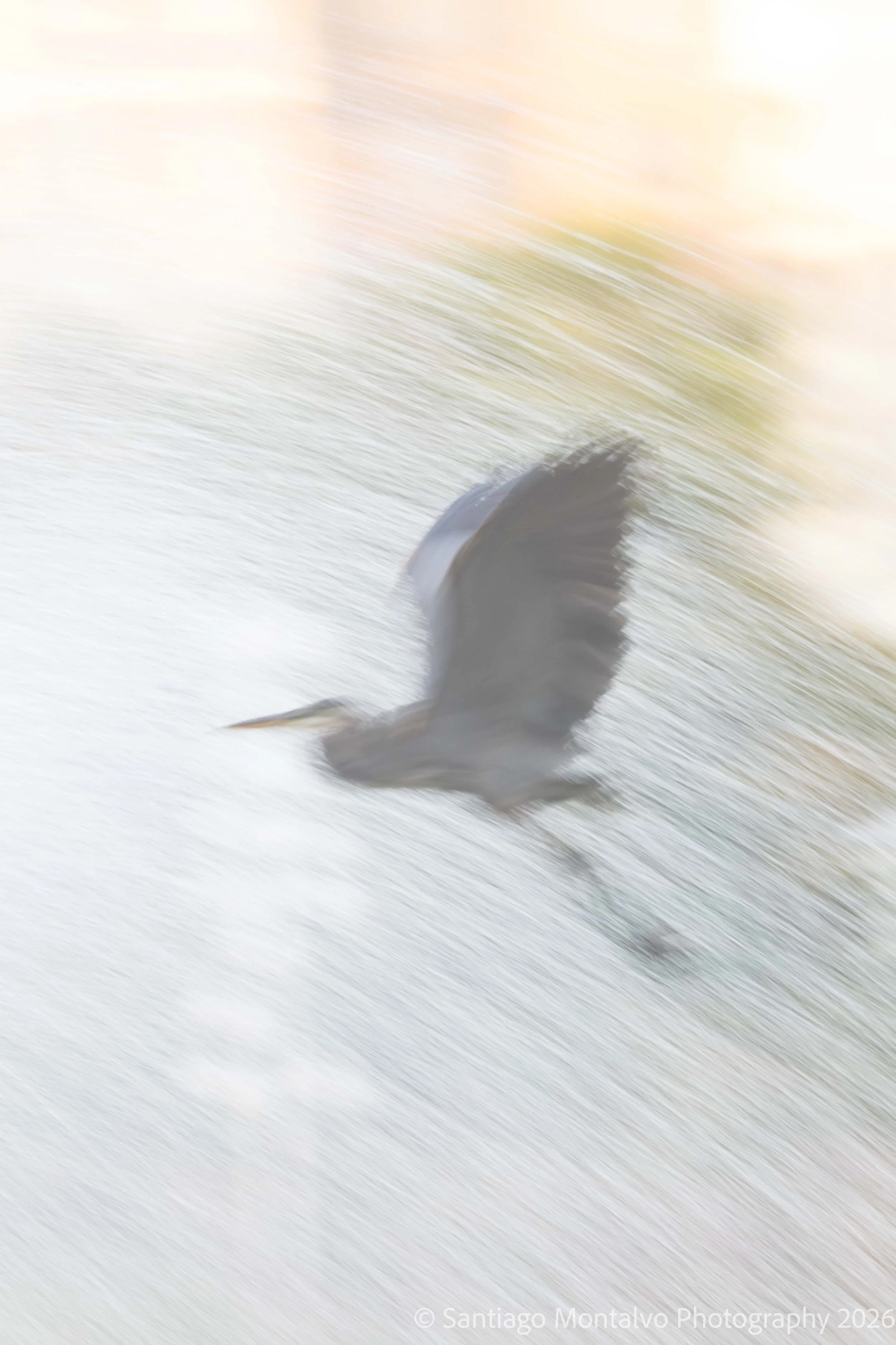 Bird Collection 2-3.jpg