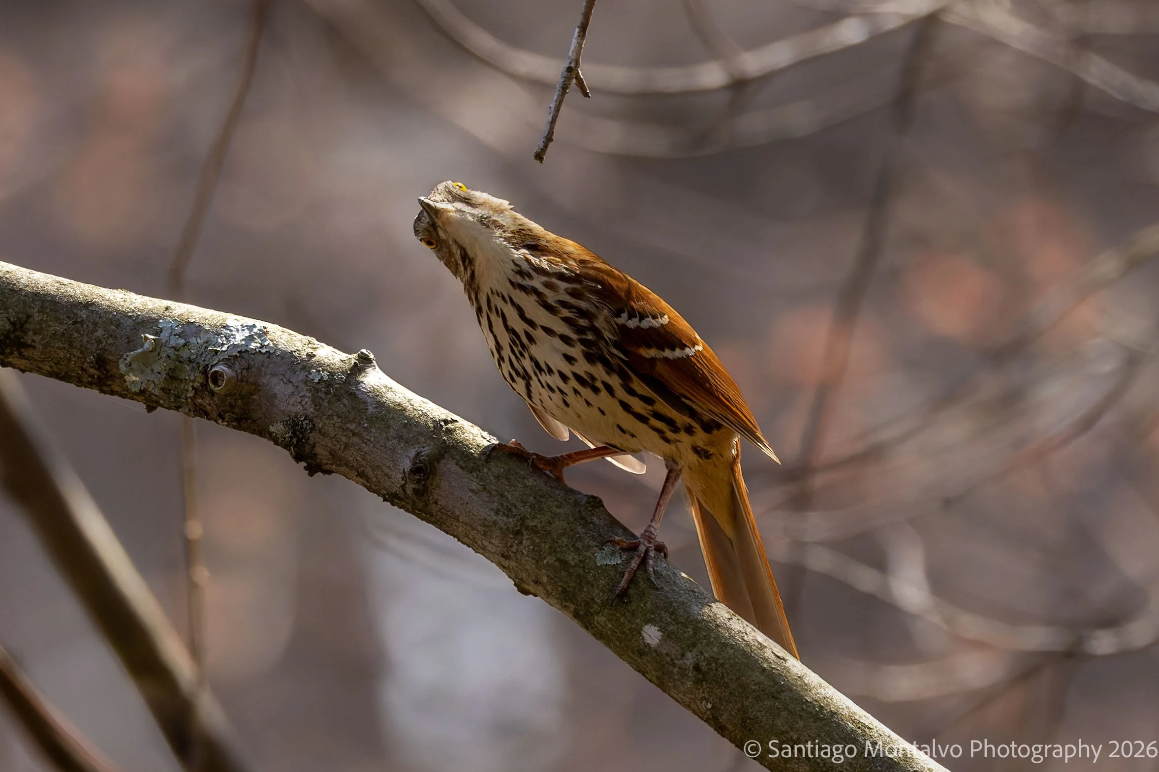 Bird Collection 2-71.jpg