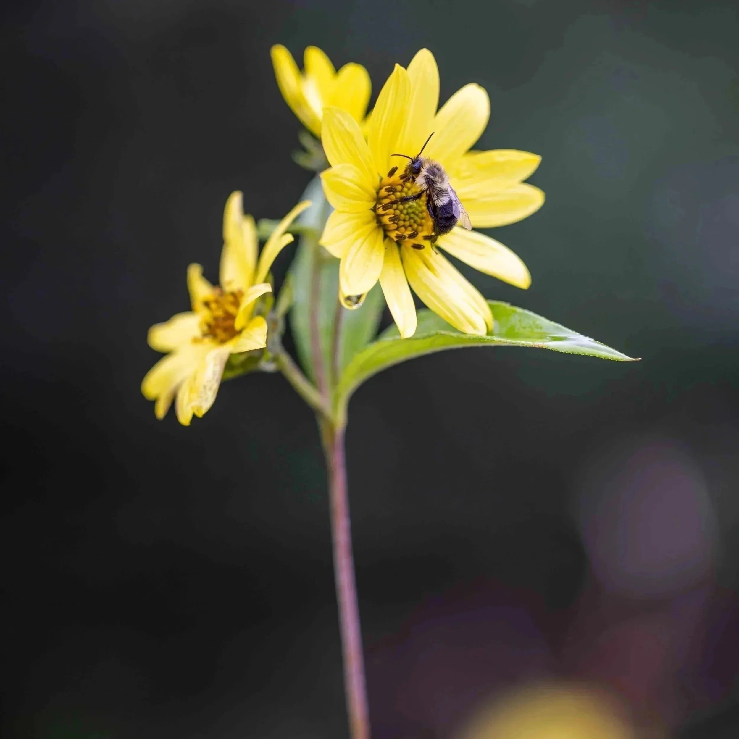 Yellow Blooms - 
A delicate study of sunlight, color, and form.