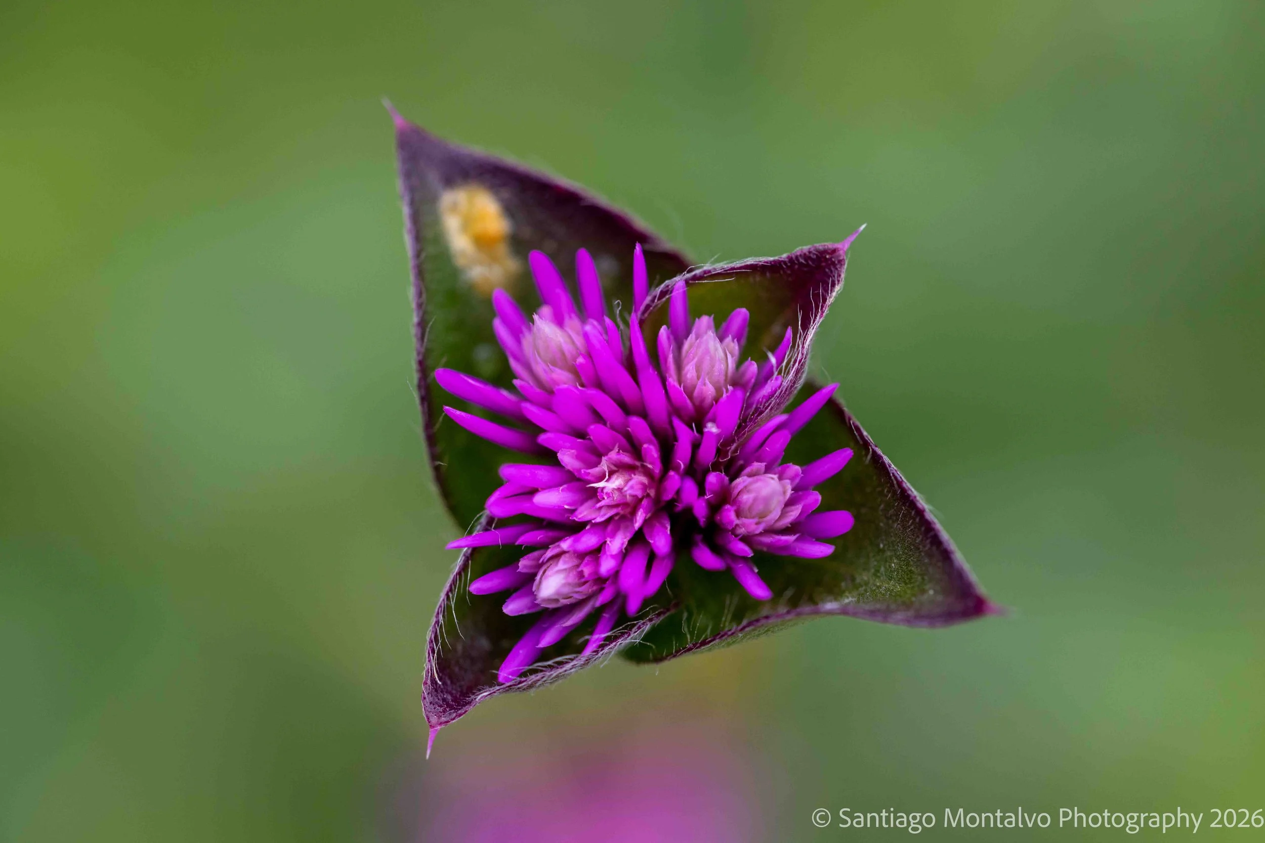 Quiet Blossom -
A moment of stillness in nature.