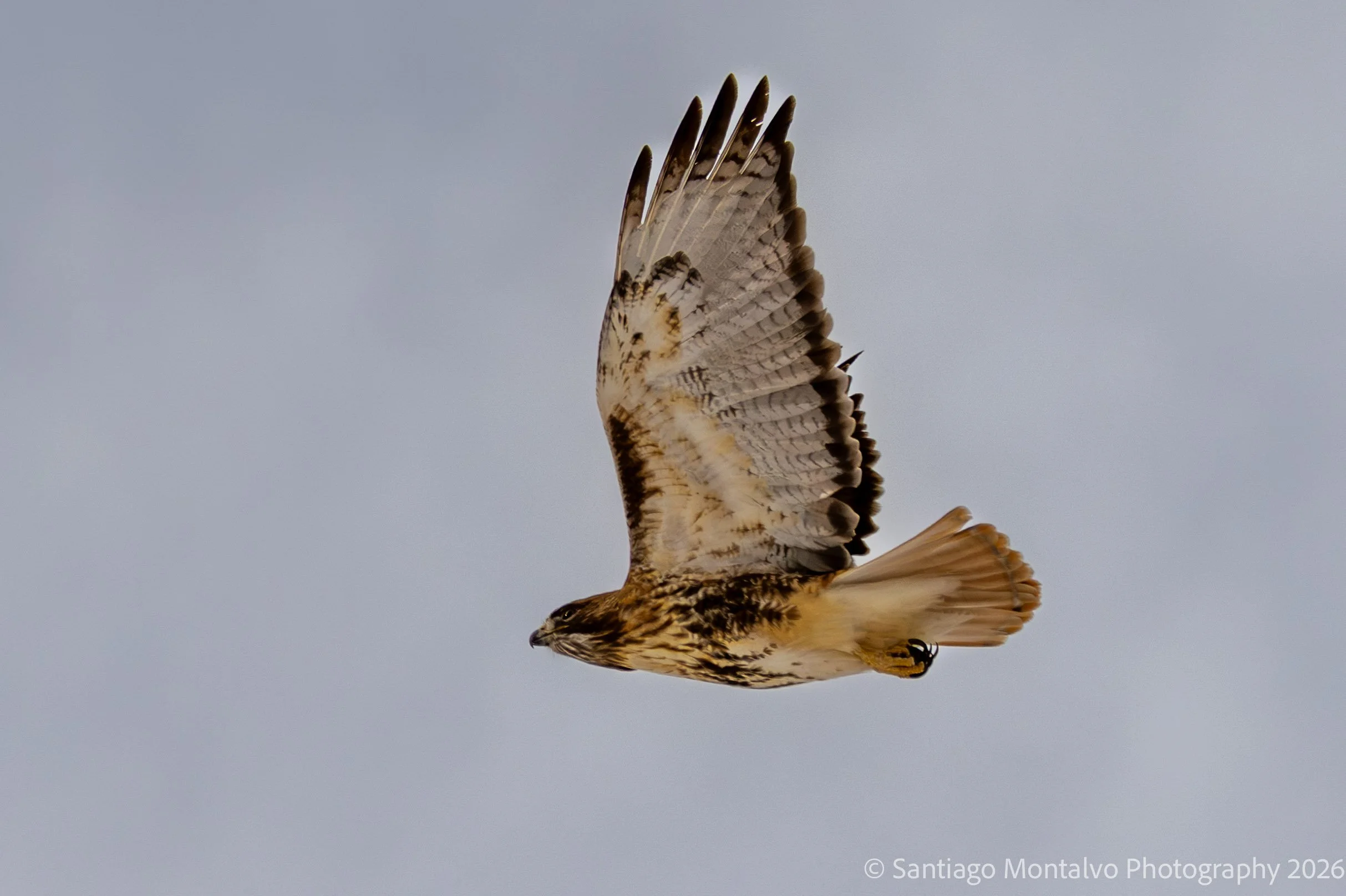 Bird Collection 1-39.jpg